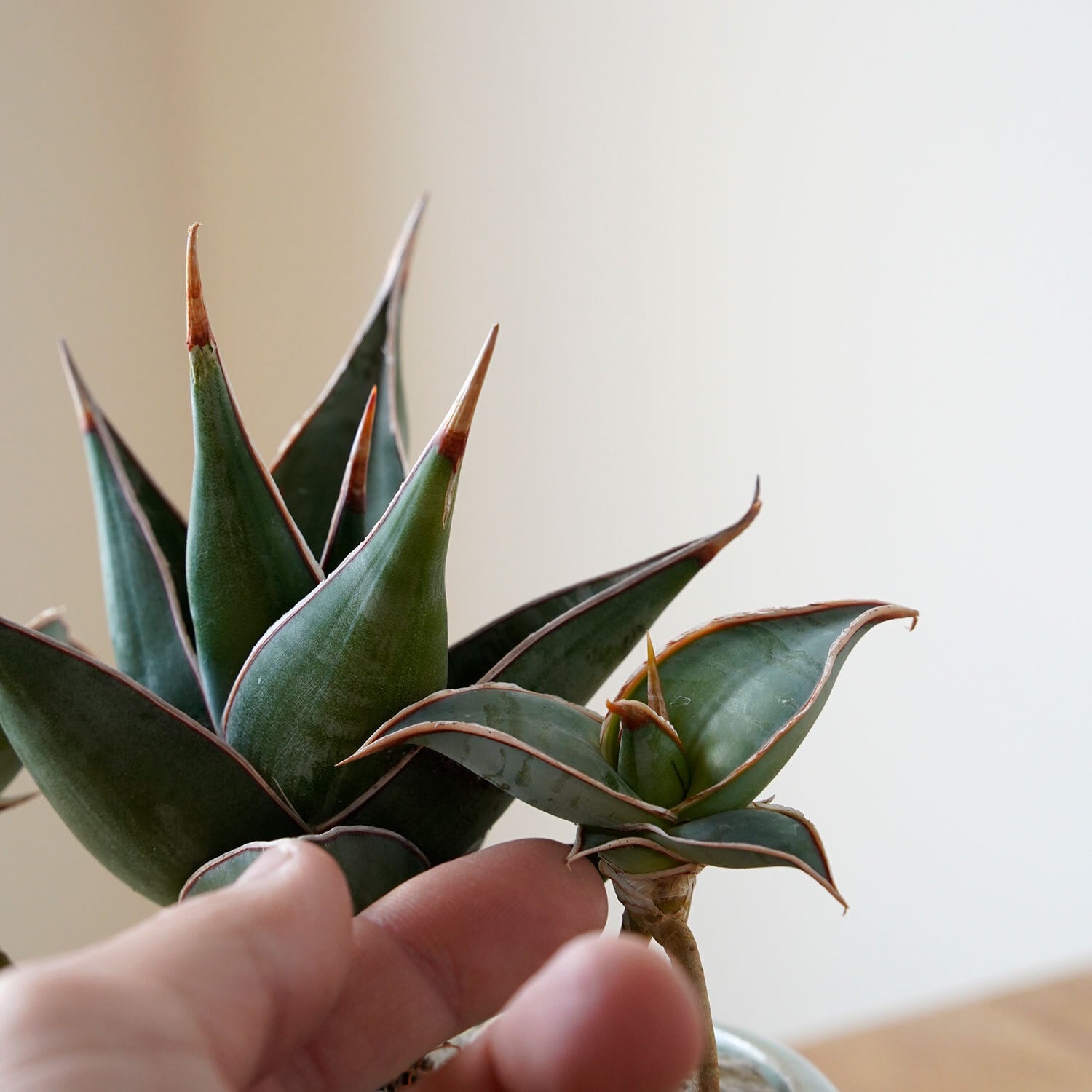 サンセベリア ピングイキュラ | AYANAS（アヤナス）｜観葉植物の