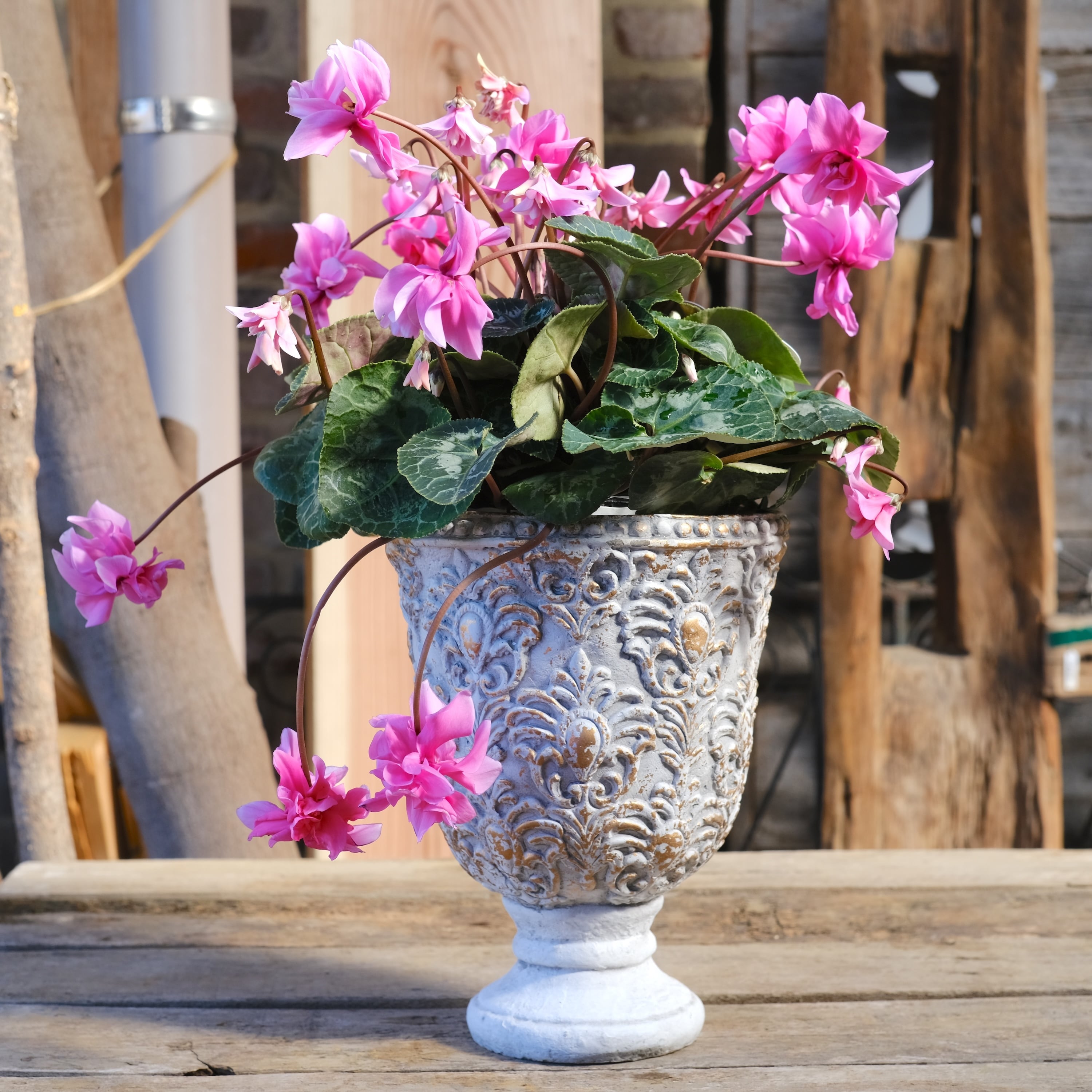 No, 12】ミニシクラメン チモシリーズ 八重《 枝垂れざき 》鉢なし