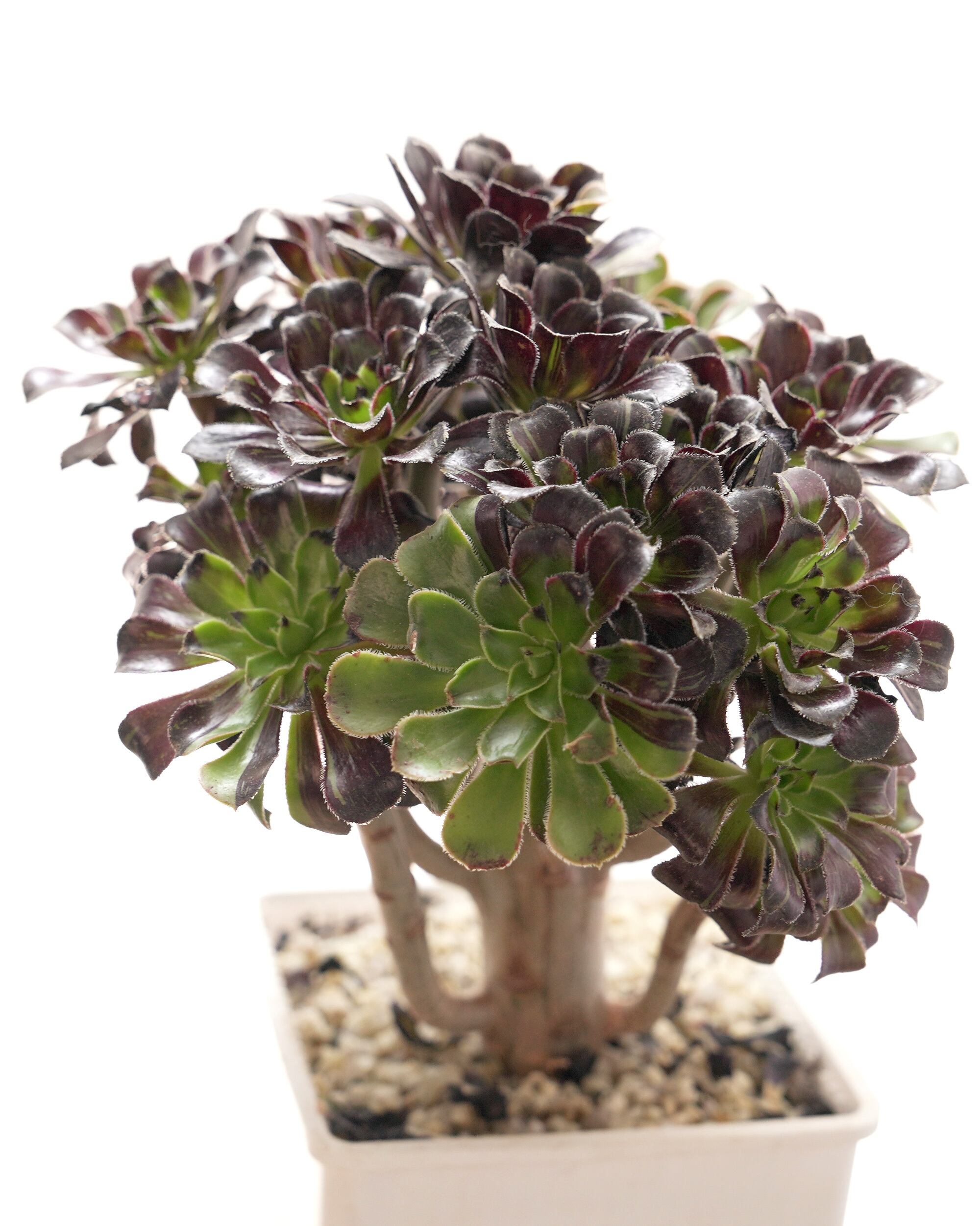 PREMIUM】 抜き苗／鉢付 アエオニウム 水墨画 超大群生 Aeonium 'Ink