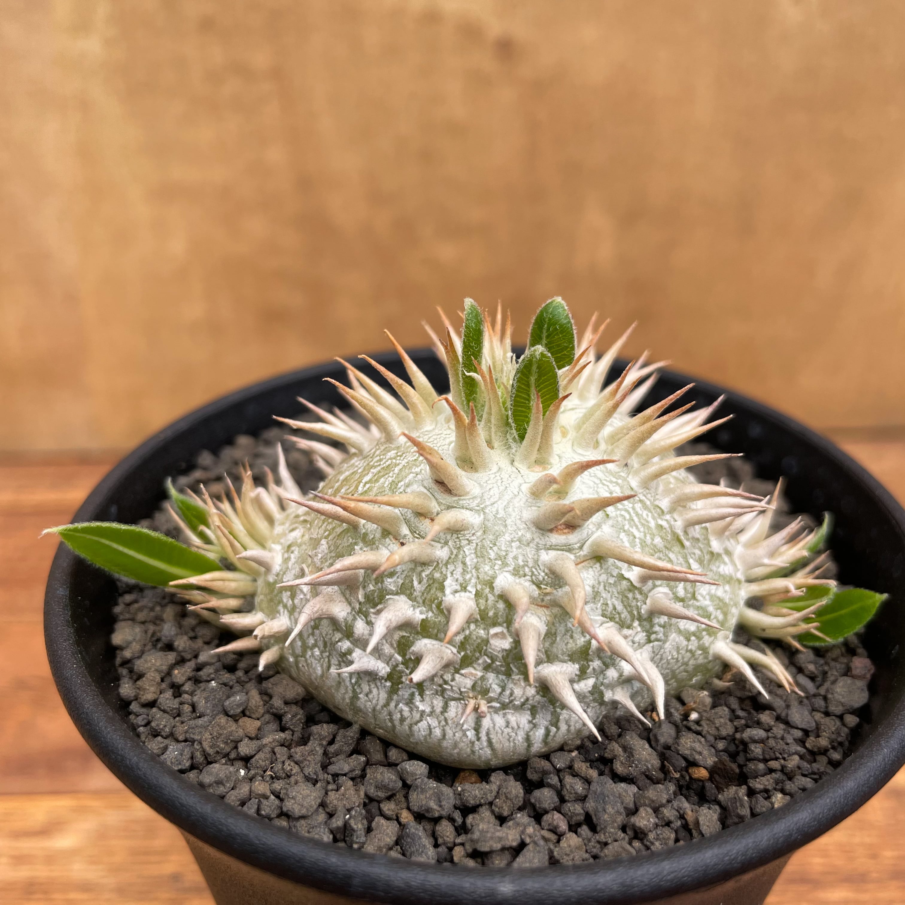 1円～」 パキポディウム ブレビカウレ【恵比寿笑い】発根済 コーデック