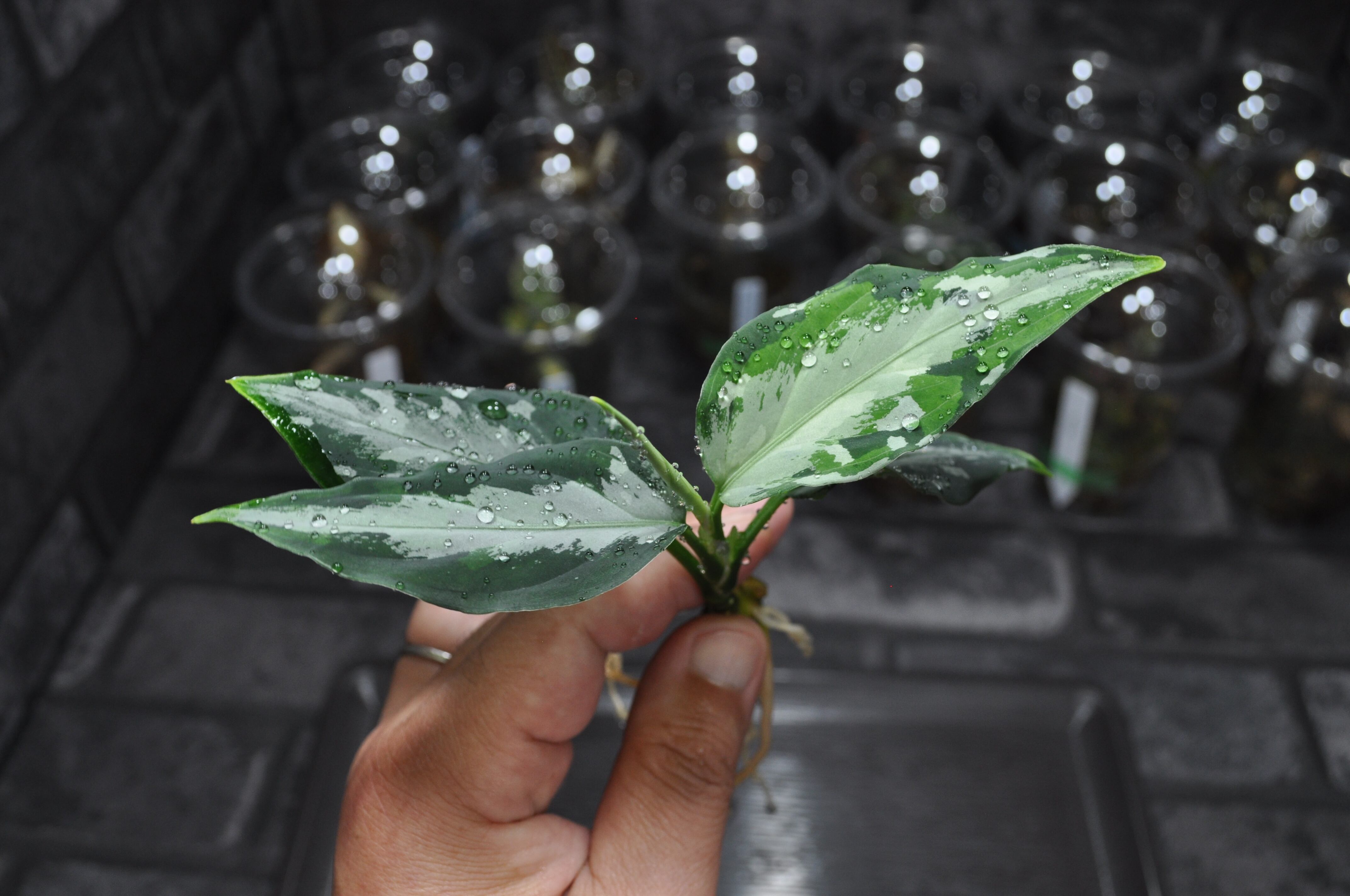 厳選株！！ Aglaonema Pictum 