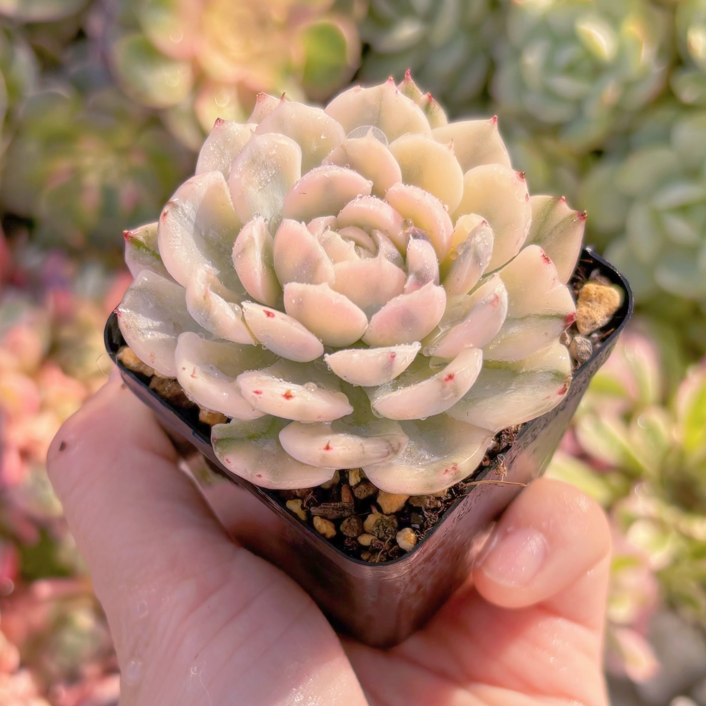 現品 クリームベリー錦#A054 るる農園 | るる農園~多肉植物専門