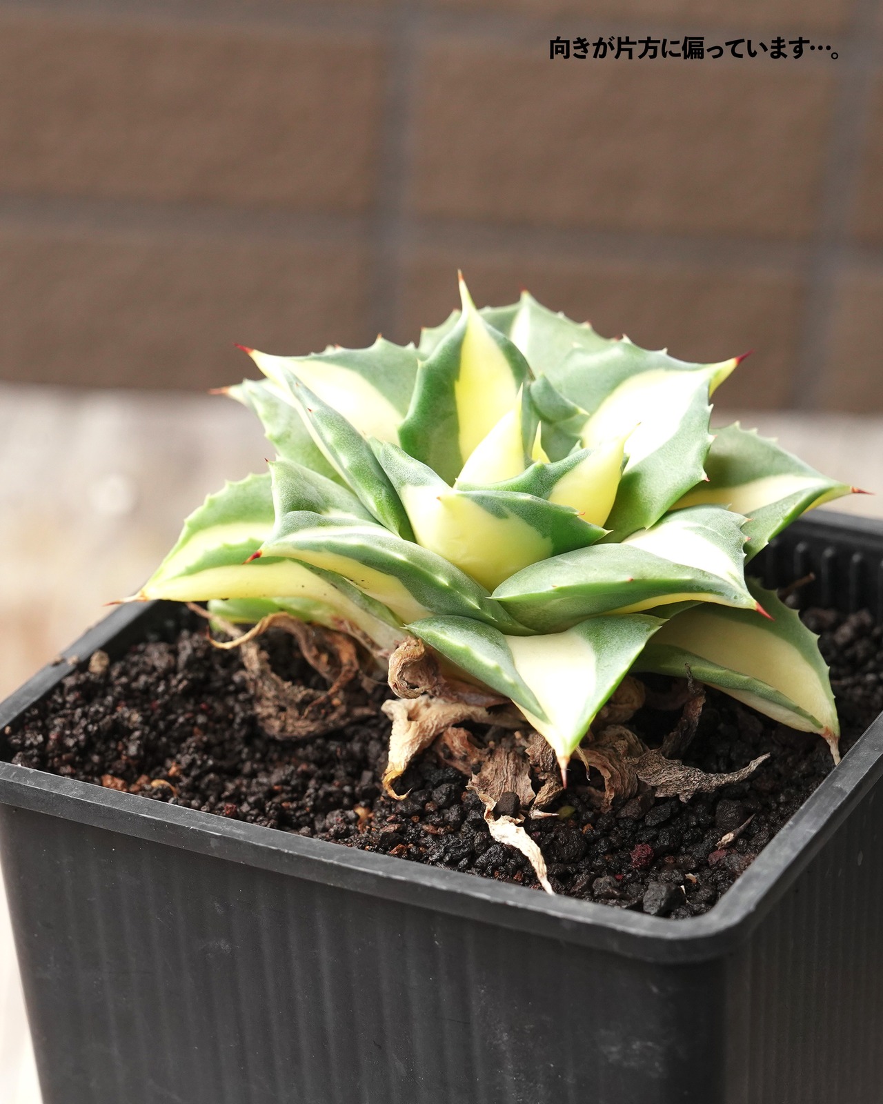 抜き苗 王妃雷神白中斑 Agave potatorum 'Ouhi Raijin Nisiki'