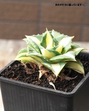 抜き苗 王妃雷神白中斑 Agave potatorum 'Ouhi Raijin Nisiki'