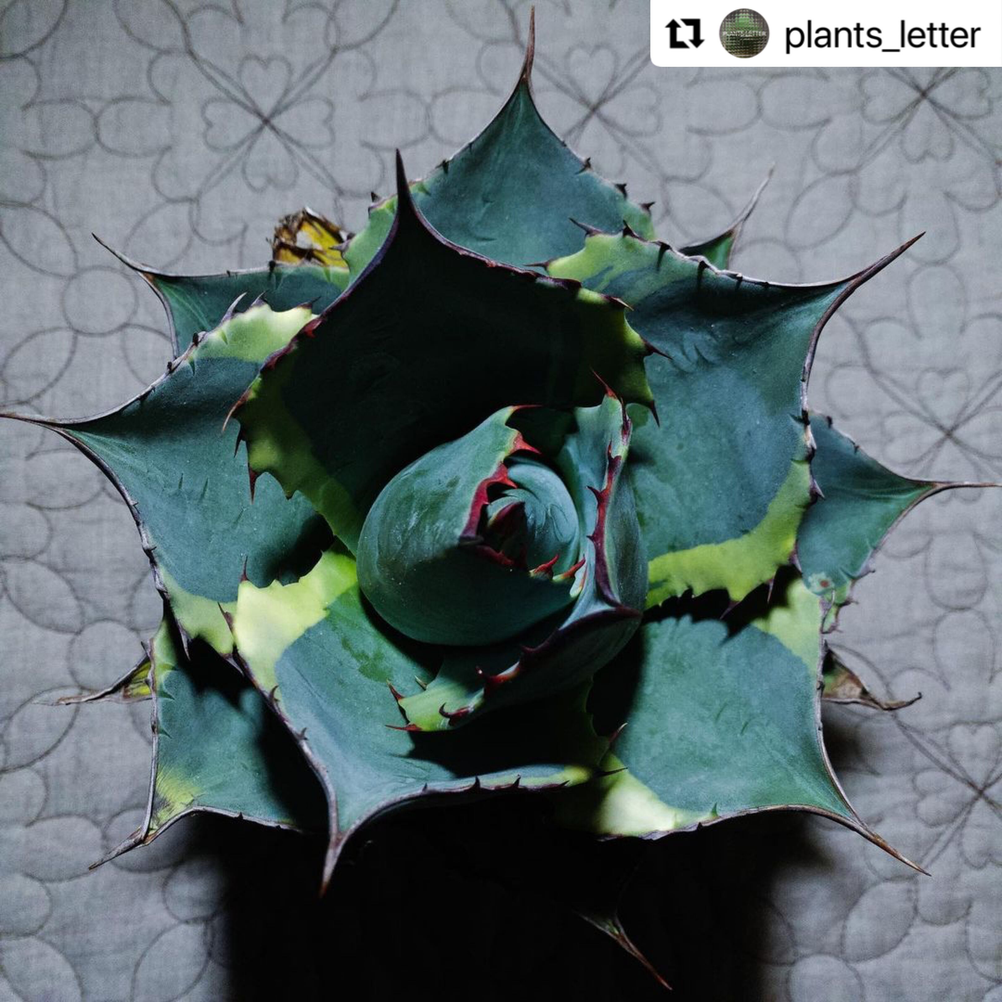 アガベ パラサナ シースター agave parrasana 