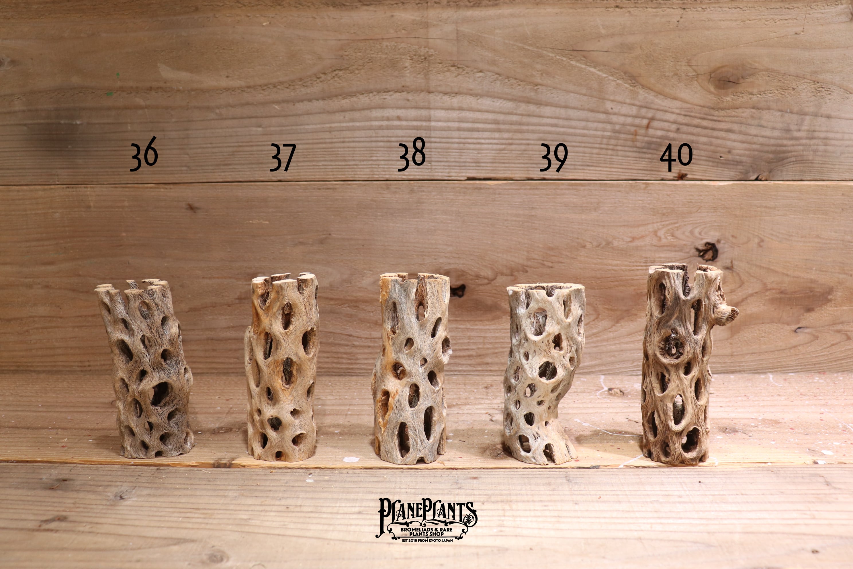 送料無料】カクタス スケルトン M (11-15cm) [M36-45] | plane plants