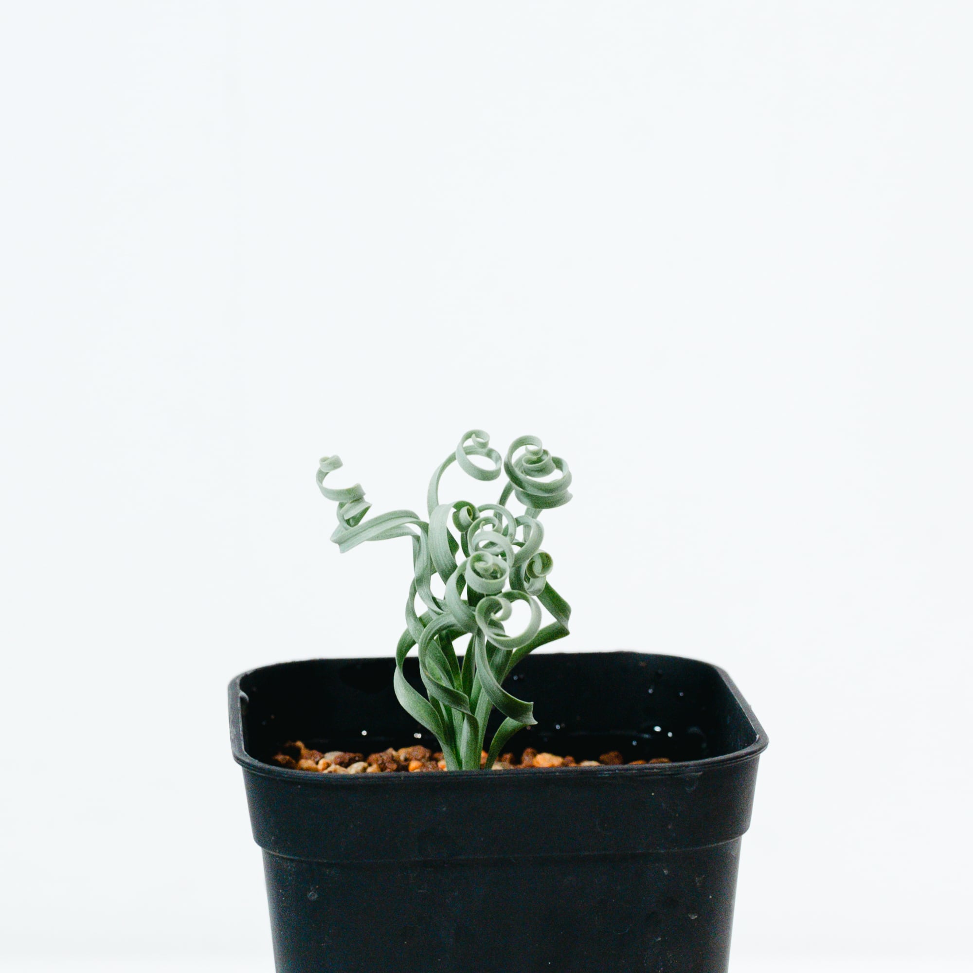 フィロデンドロン・バールマルクス斑入り（Philodendron Burle Marx