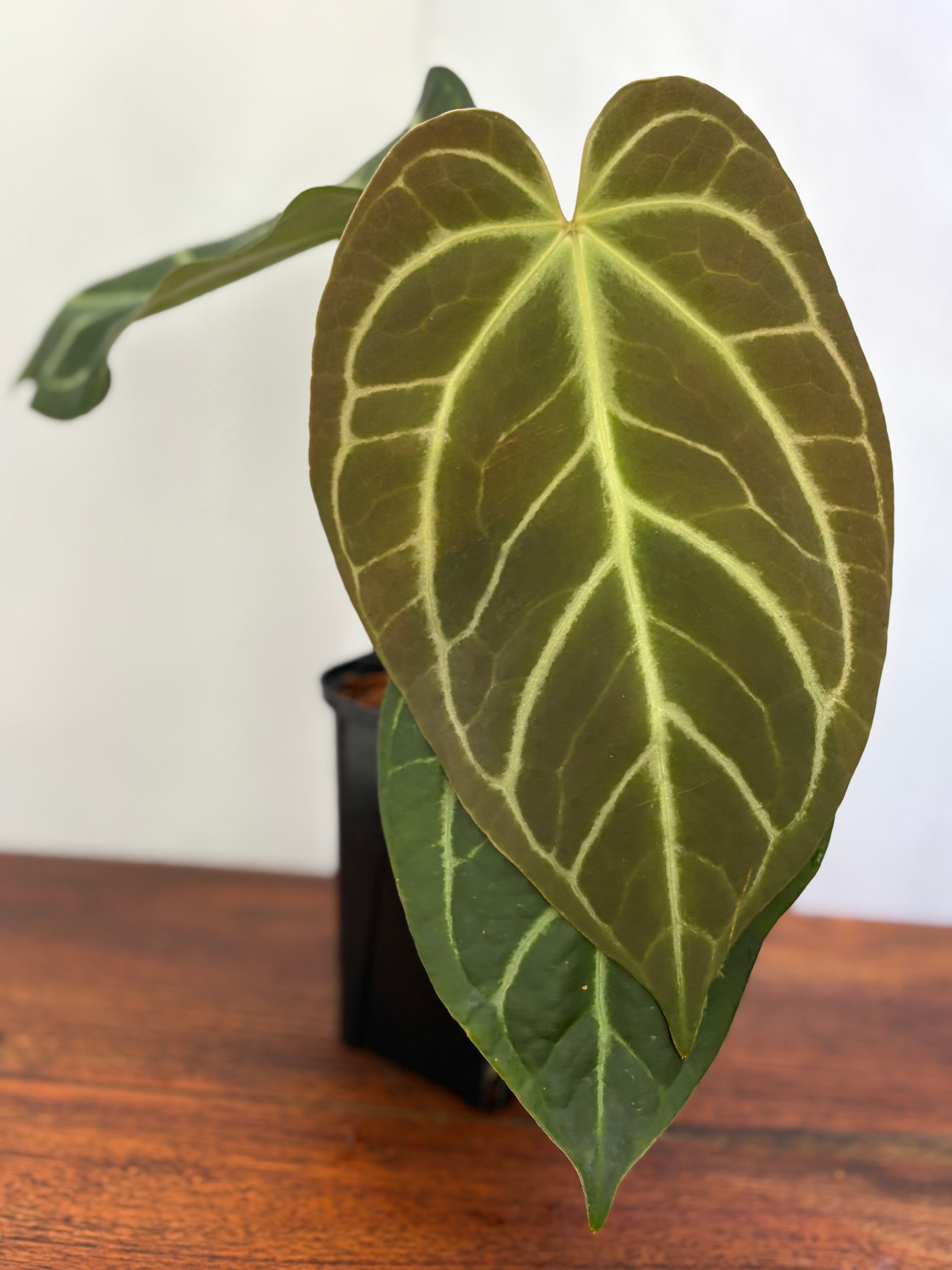 Anthurium | BALI-AN 園芸