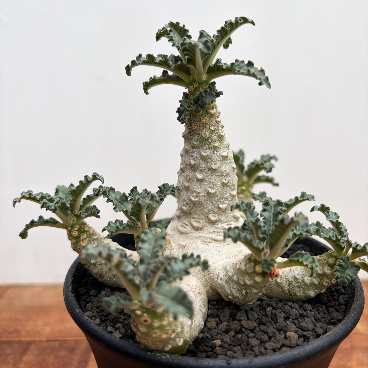 Dorstenia lavrani【ドルステニア・ラブラニー】