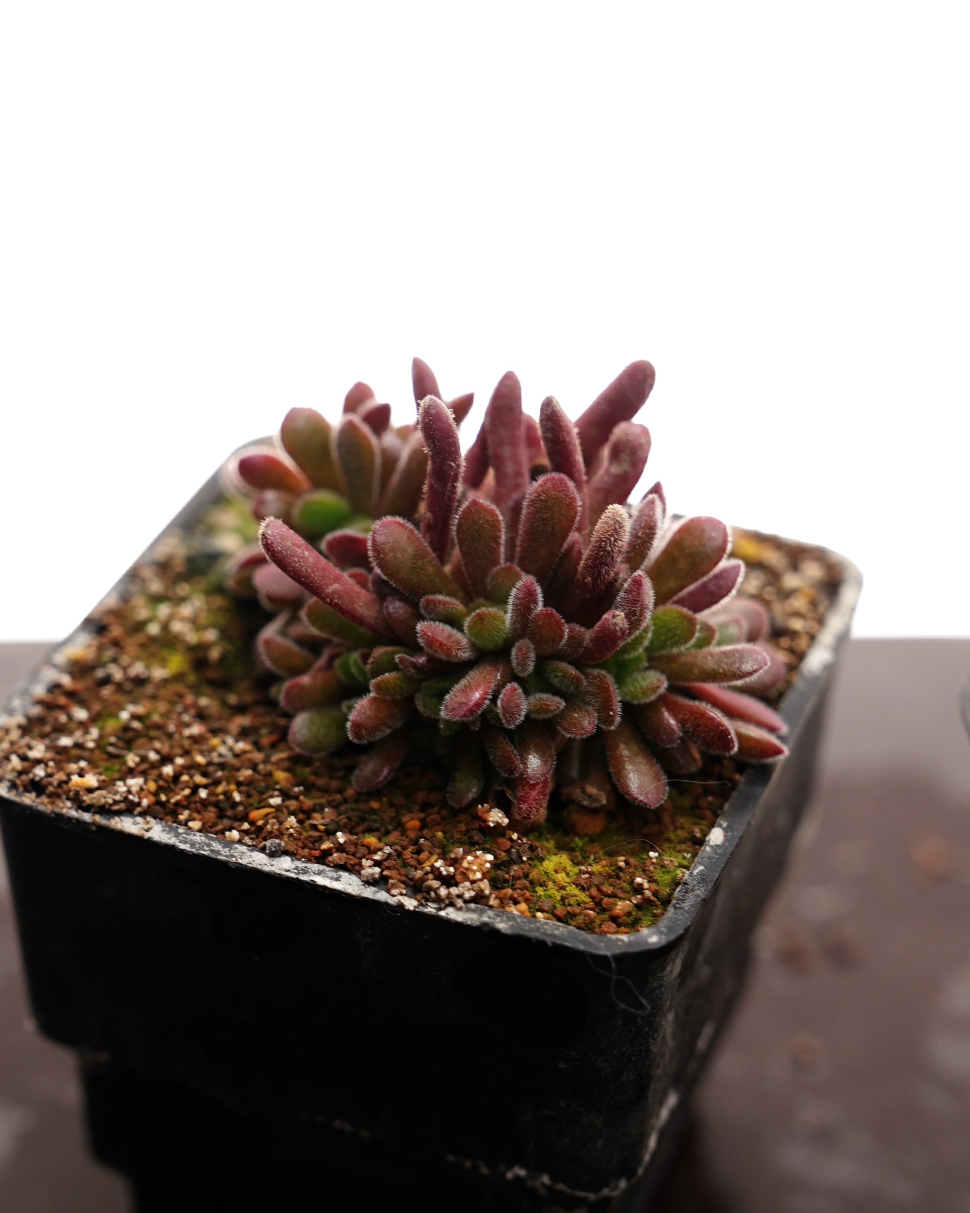 カット苗 クラッスラ プベスケンス Crassula pubescens | PUKUBOOK