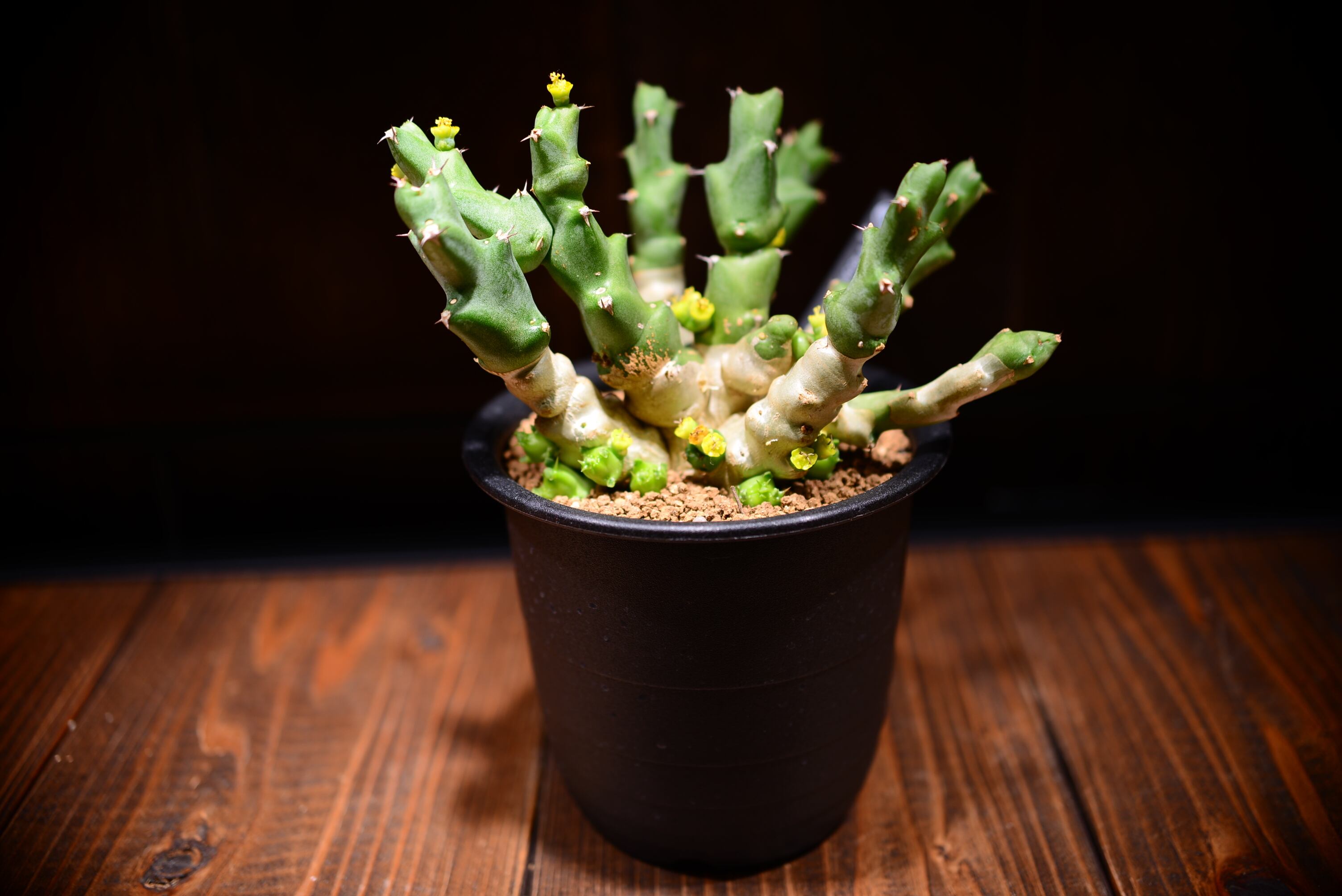 ユーフォルビア クリビコラ | N collect plants