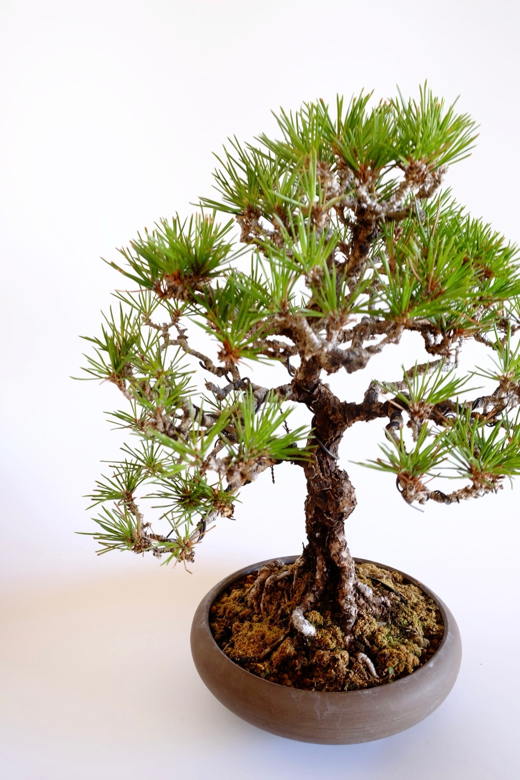 5. 黒松 Kuromatsu (Black pine) | BONSAI CLUB TOKYO
