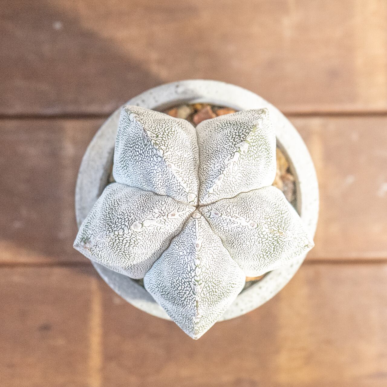 恩塚ランポー玉|年月を重ね膨らんだ存在感、細かな白斑が映える一点物【手づくりモルタル鉢】