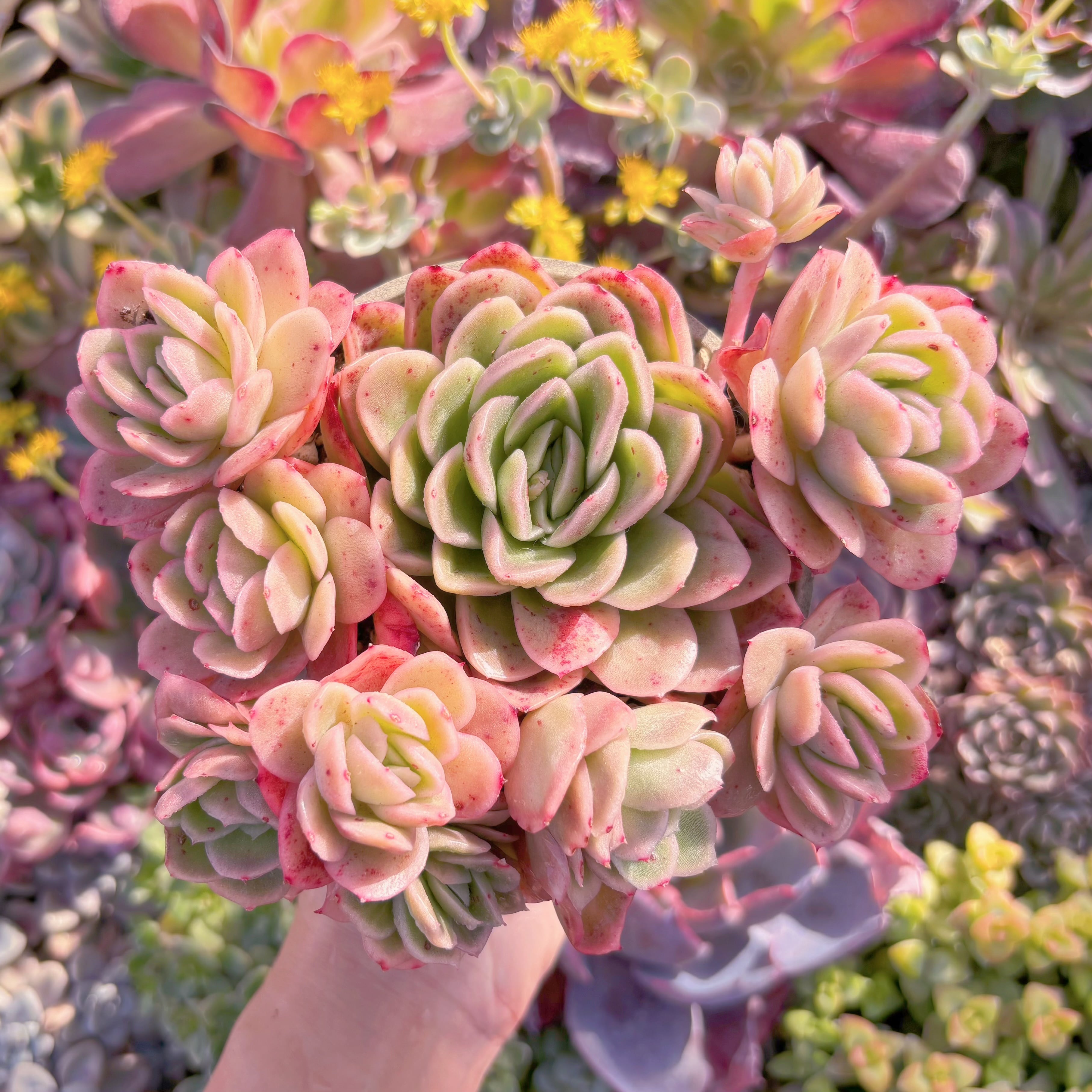 現品　アイスラブリーローズ錦#M198　新入荷　るる農園