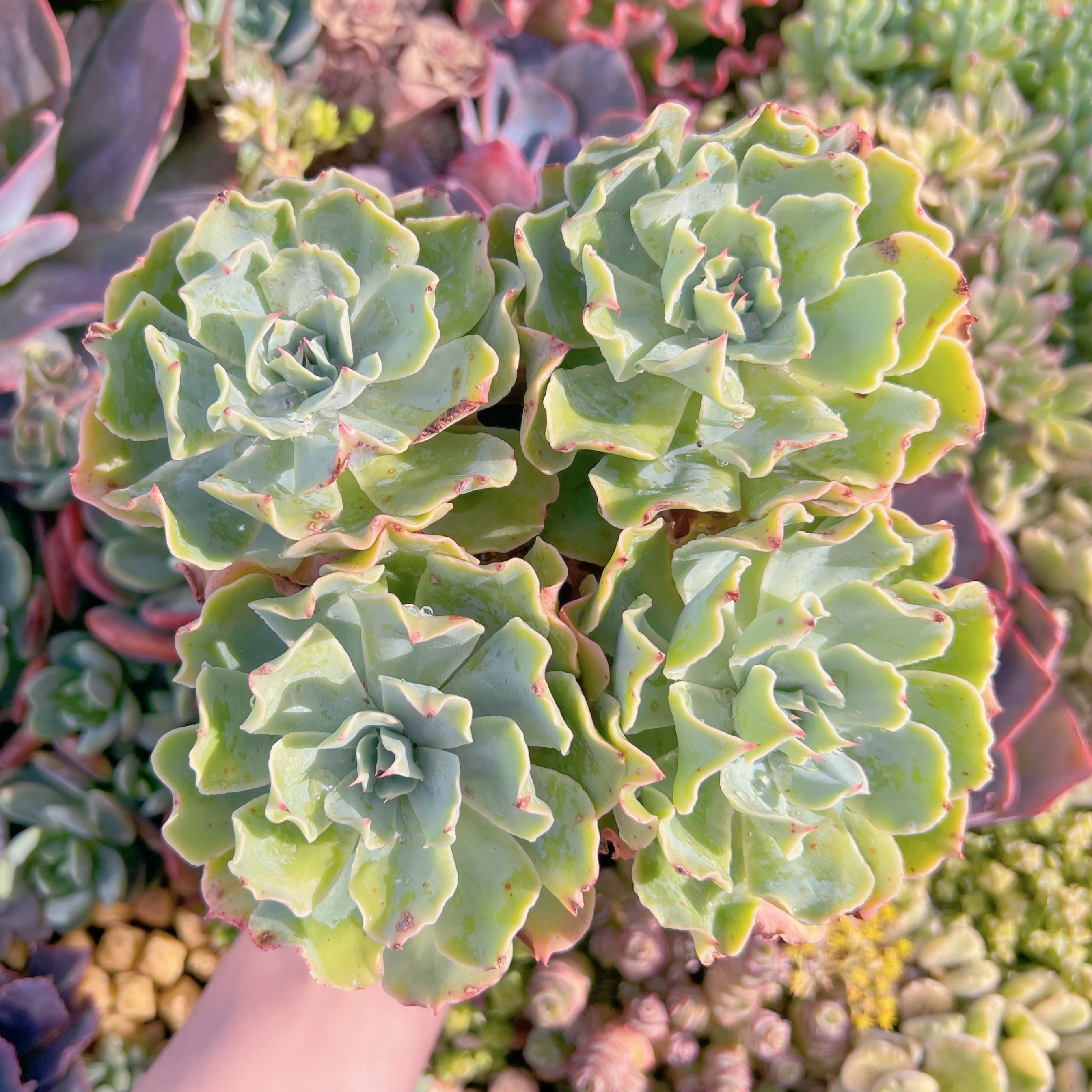 現品　Tsunami#K230　特大群生    るる農園