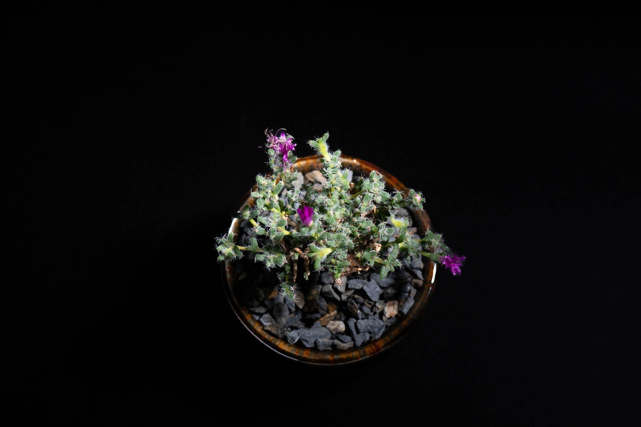 Trichodiadema bulbosum+YARD