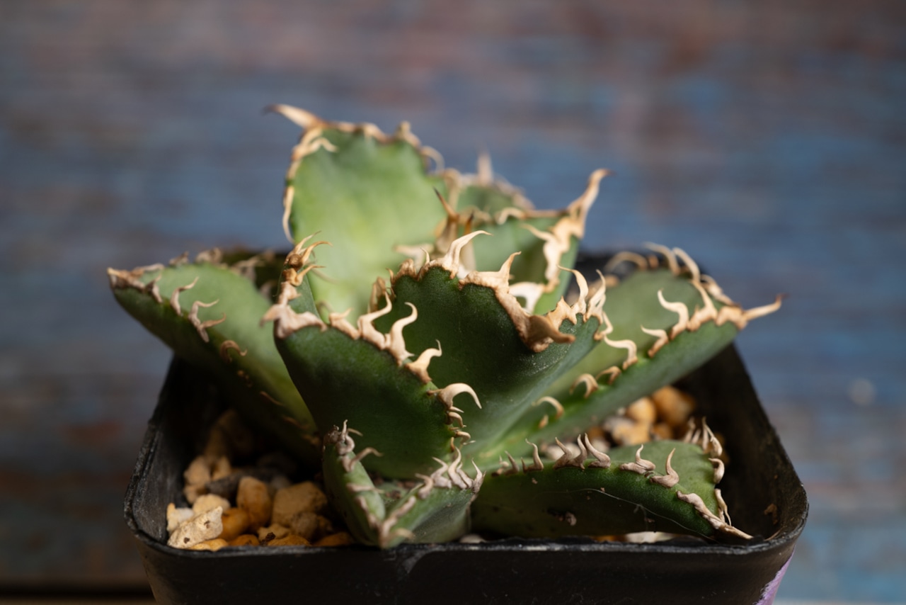 【国内株】アガベ フィリグリー ① 画像1