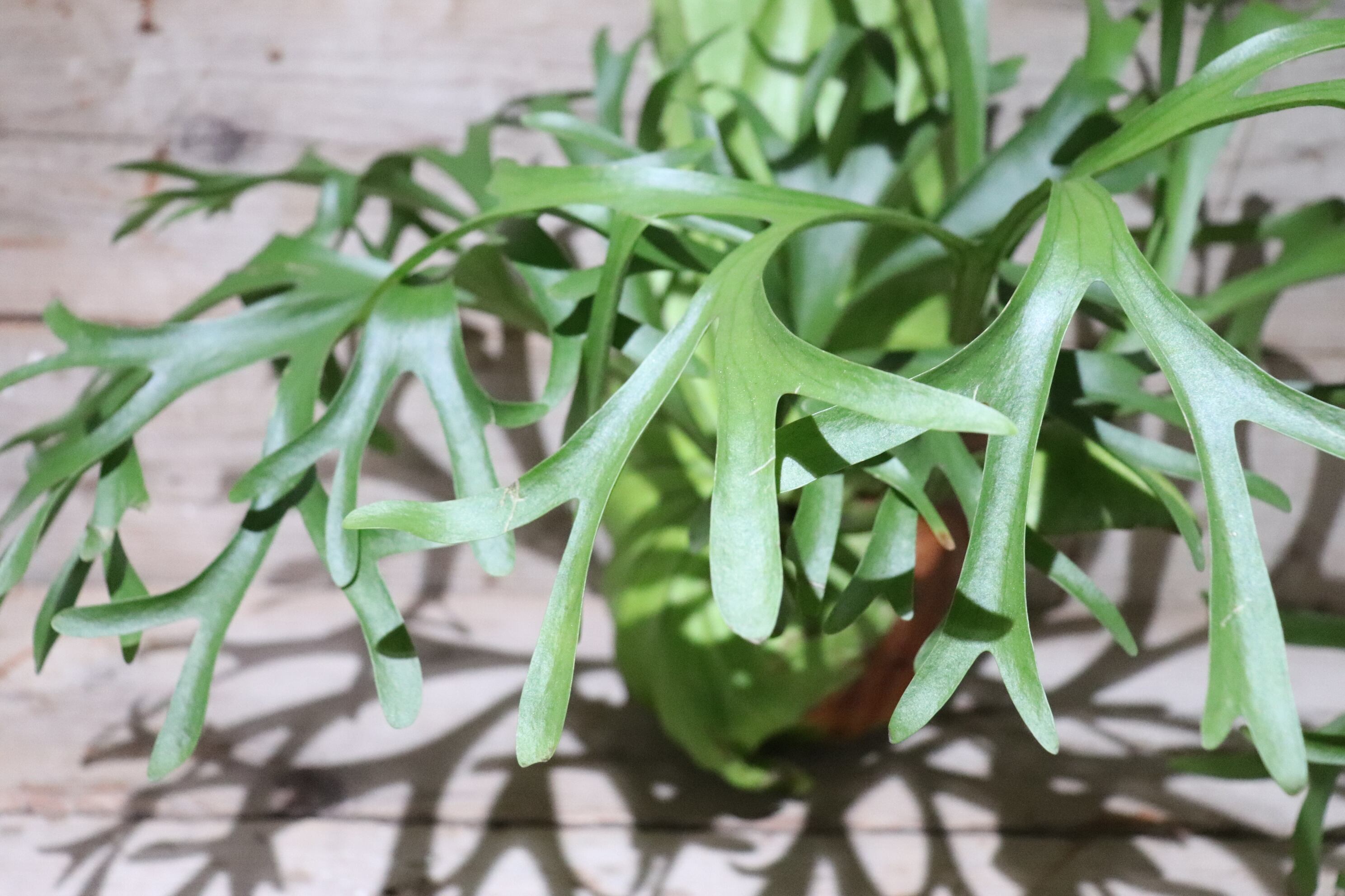 ビカクシダMt. Kitshakood Thin&Dwarf 気持ちいい spore