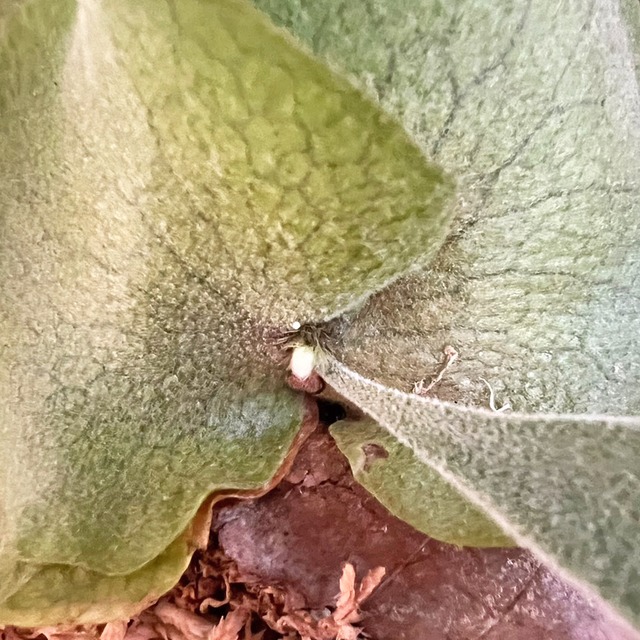 ビカクシダ ウィリンキー 板付 【観葉植物 室内 コウモリラン】