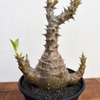 Pachypodium windsorii【パキポディウム・ウィンゾリー】