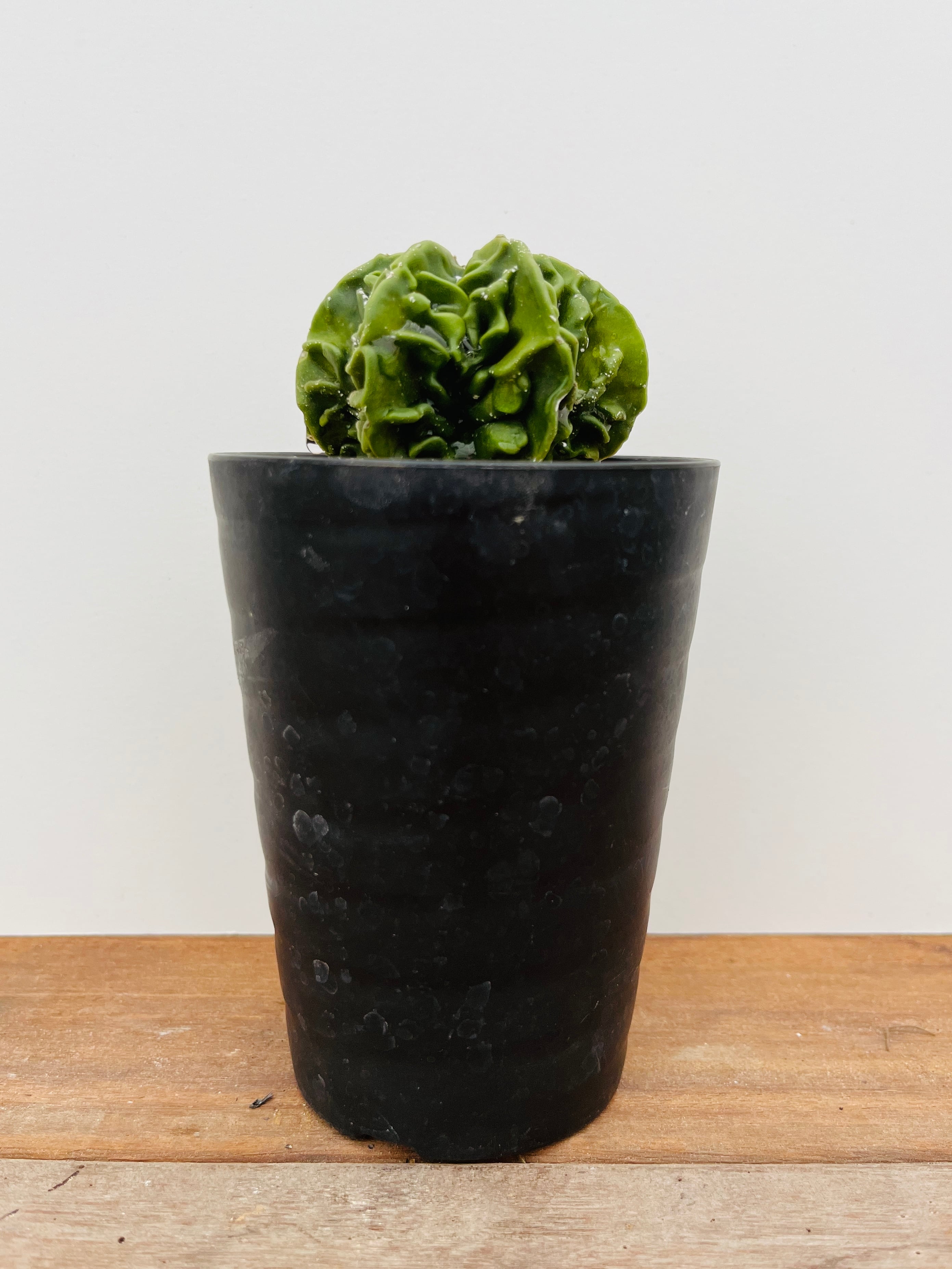 Turbinicarpus pseudopectinatus ツルビニカルプス 精巧殿 ダブル