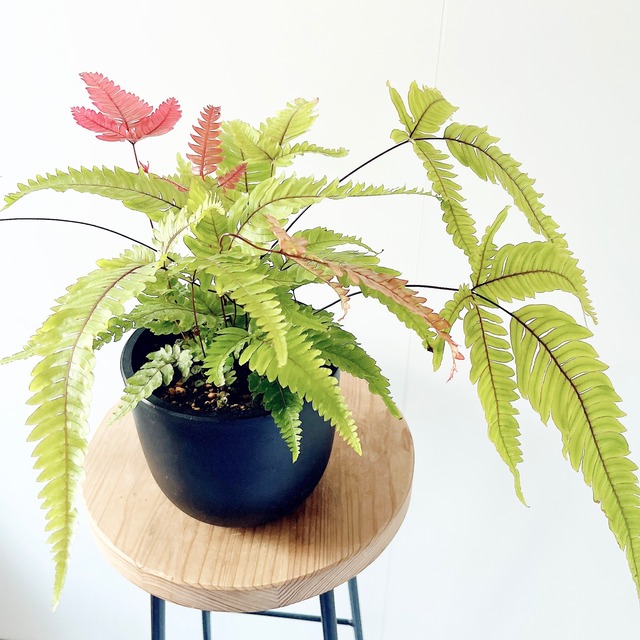 プテリス トリカラー 希少 爽やかに彩るシダ植物 calm cafe