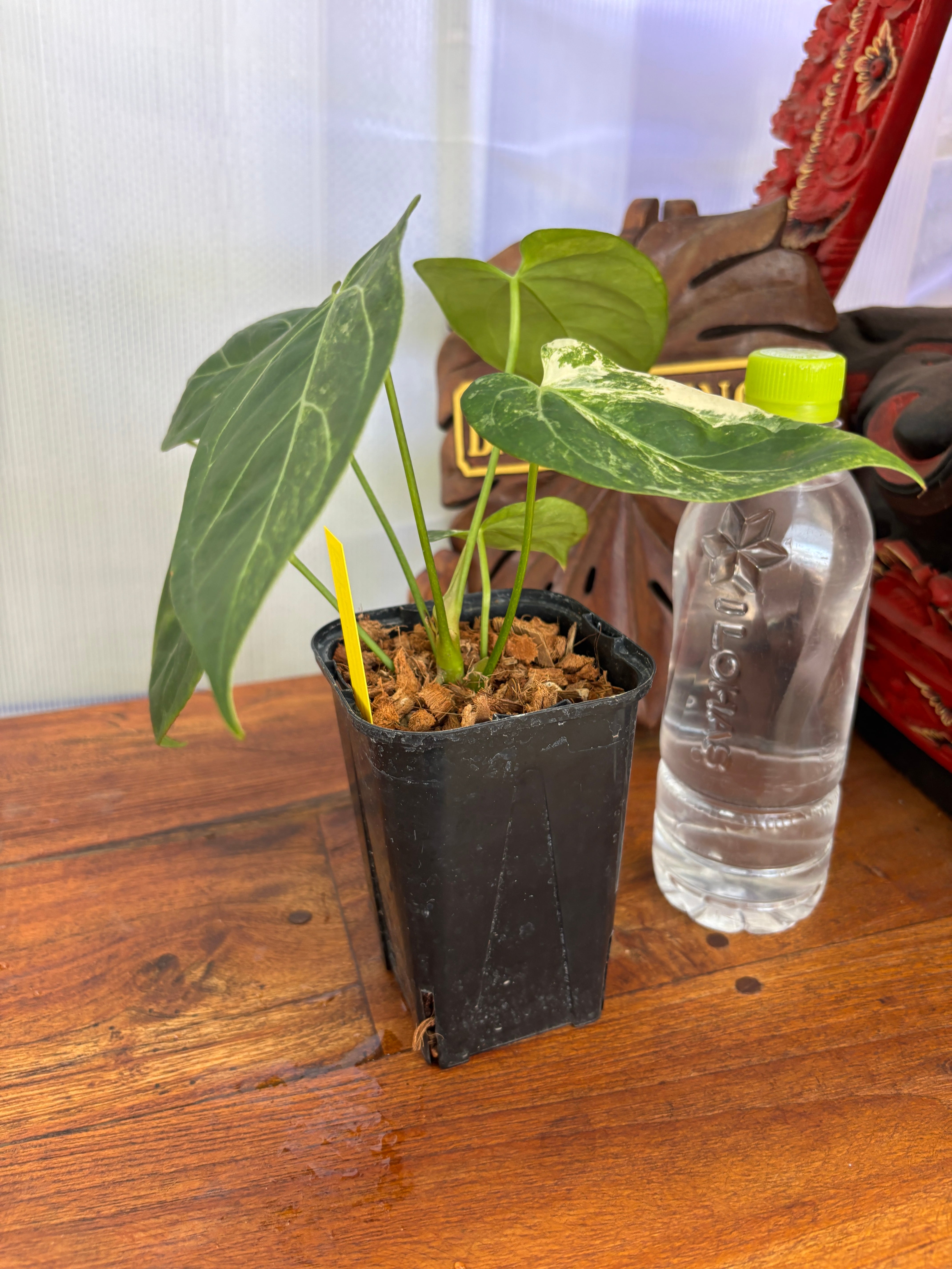 Anthurium | BALI-AN 園芸