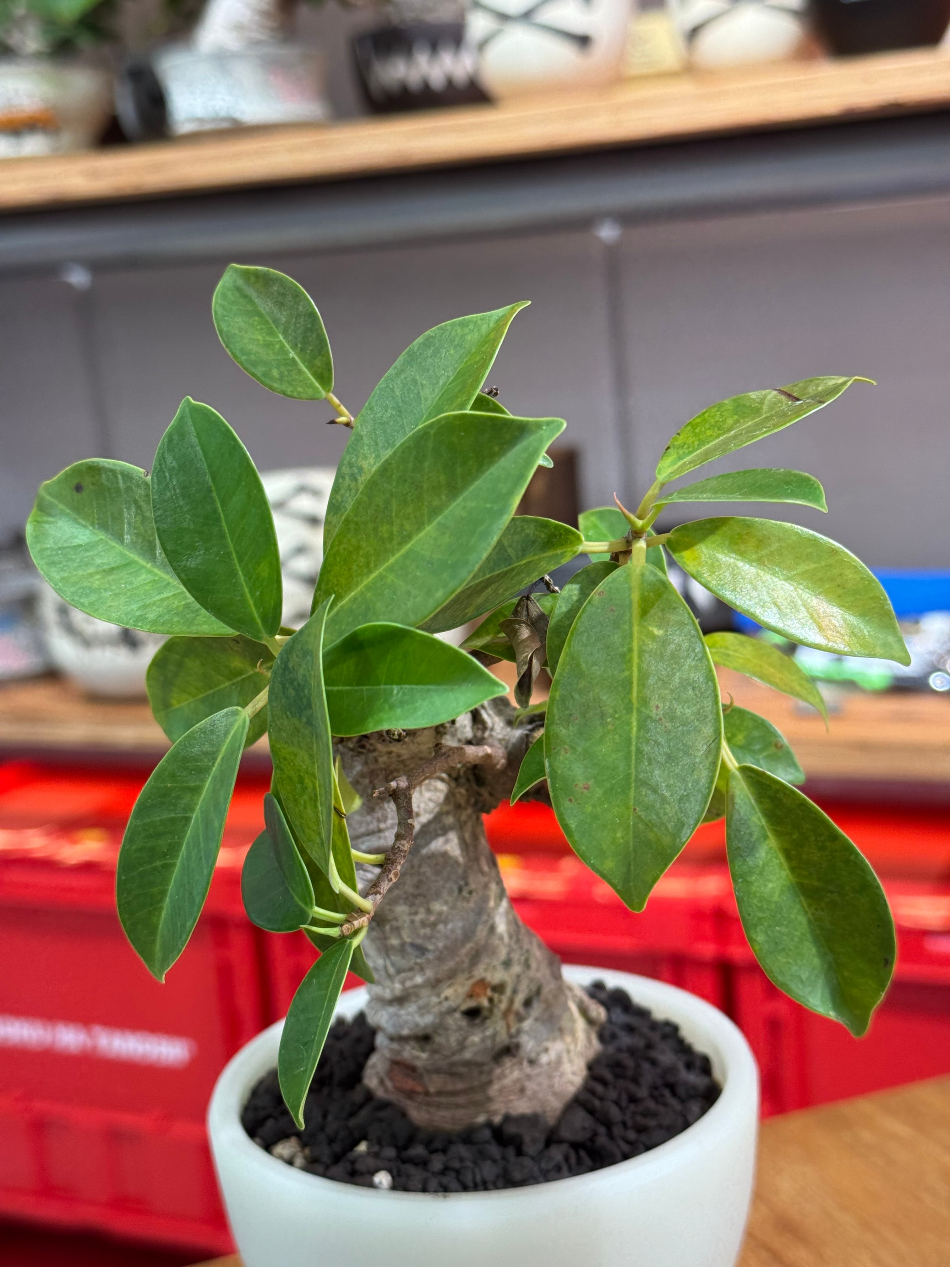 新着】Ficus microcarpa 【ガジュマル 琉球盆栽】× ボクタノ鉢 GID