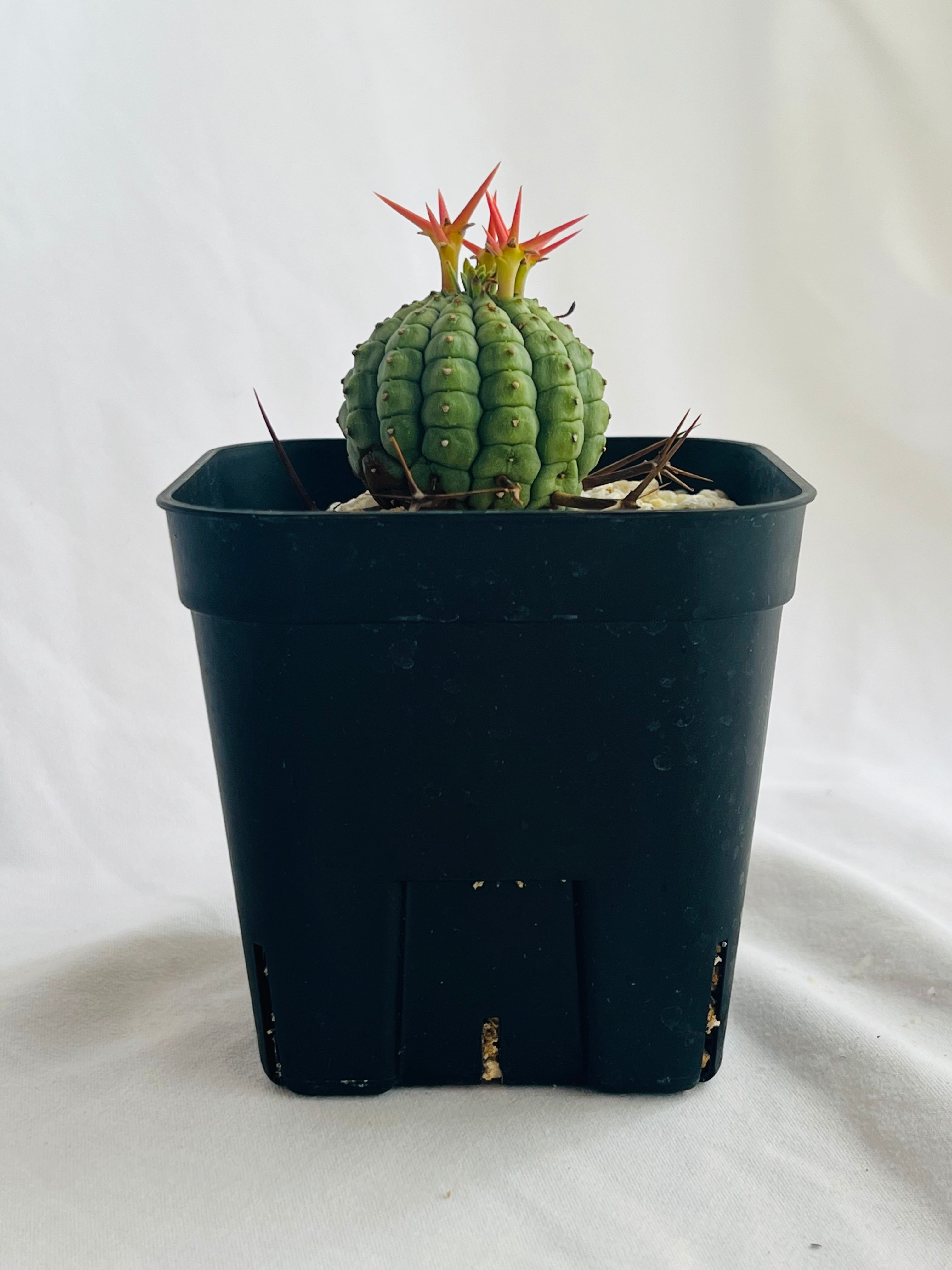 Euphorbia stellispina ユーフォルビア 群星冠 多肉植物 Euphorbia stellispina ユーフォルビア 群星冠 多肉植物