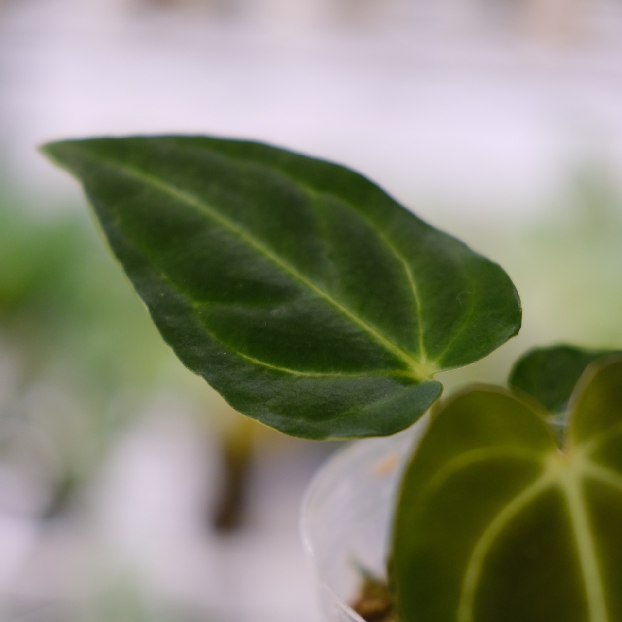 アンスリウム・レガレ / Anthurium Regale④ / 観葉植物<育て方・花言葉>