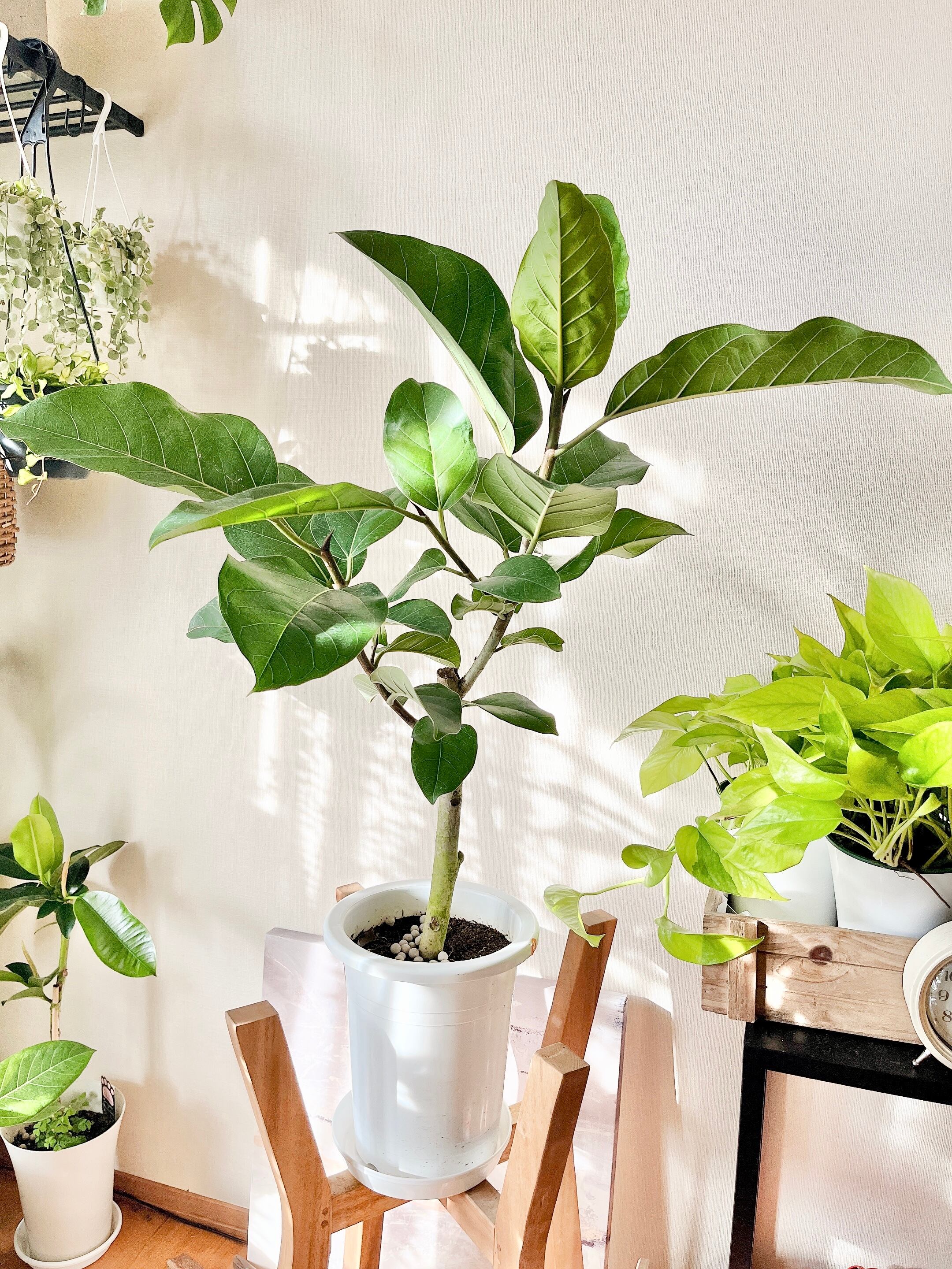 一点もの 観葉植物 希少 フィカス アーリーゴッド 送料無料 Calmcafe