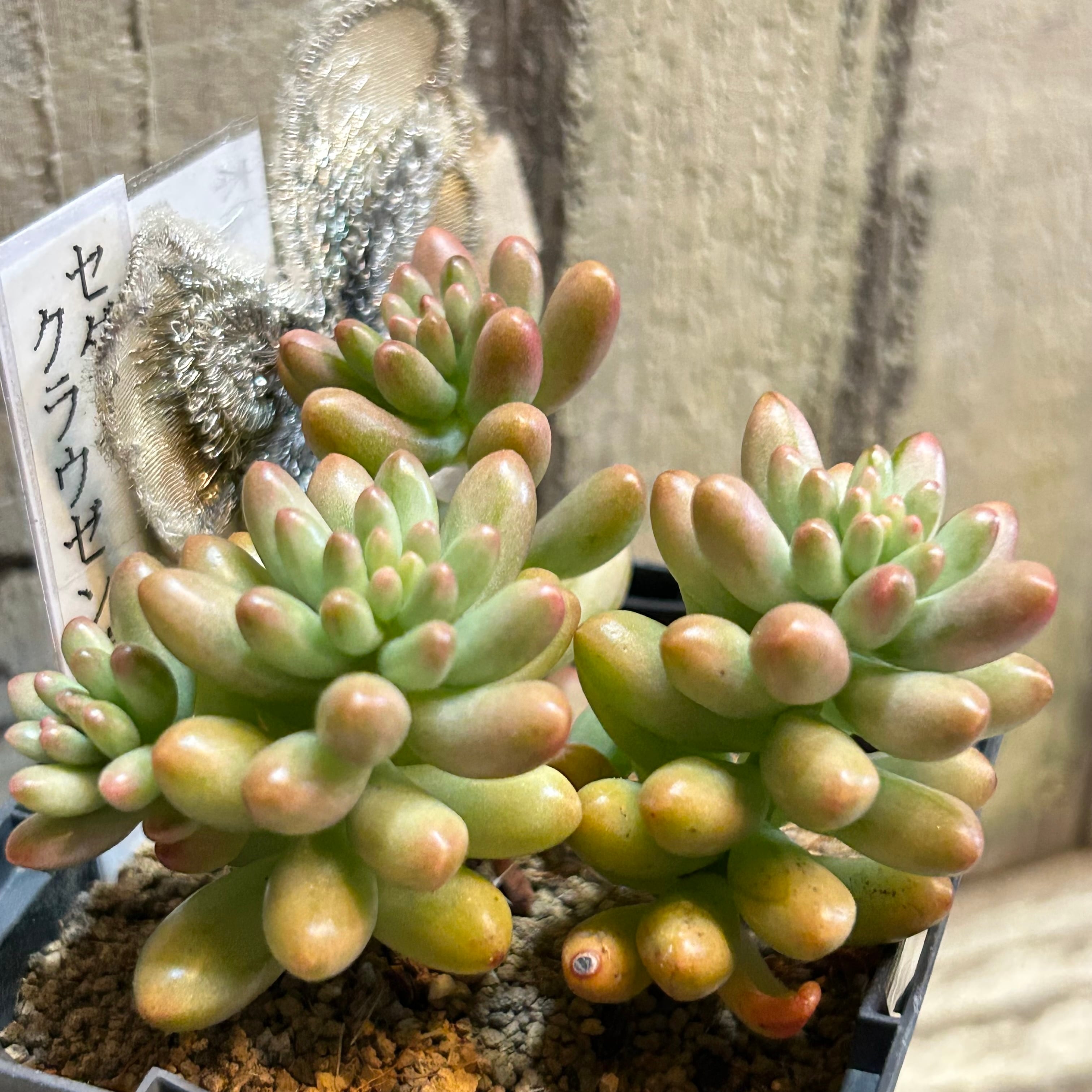 クラウゼン錦(セダム) | RuPo 多肉植物専門店