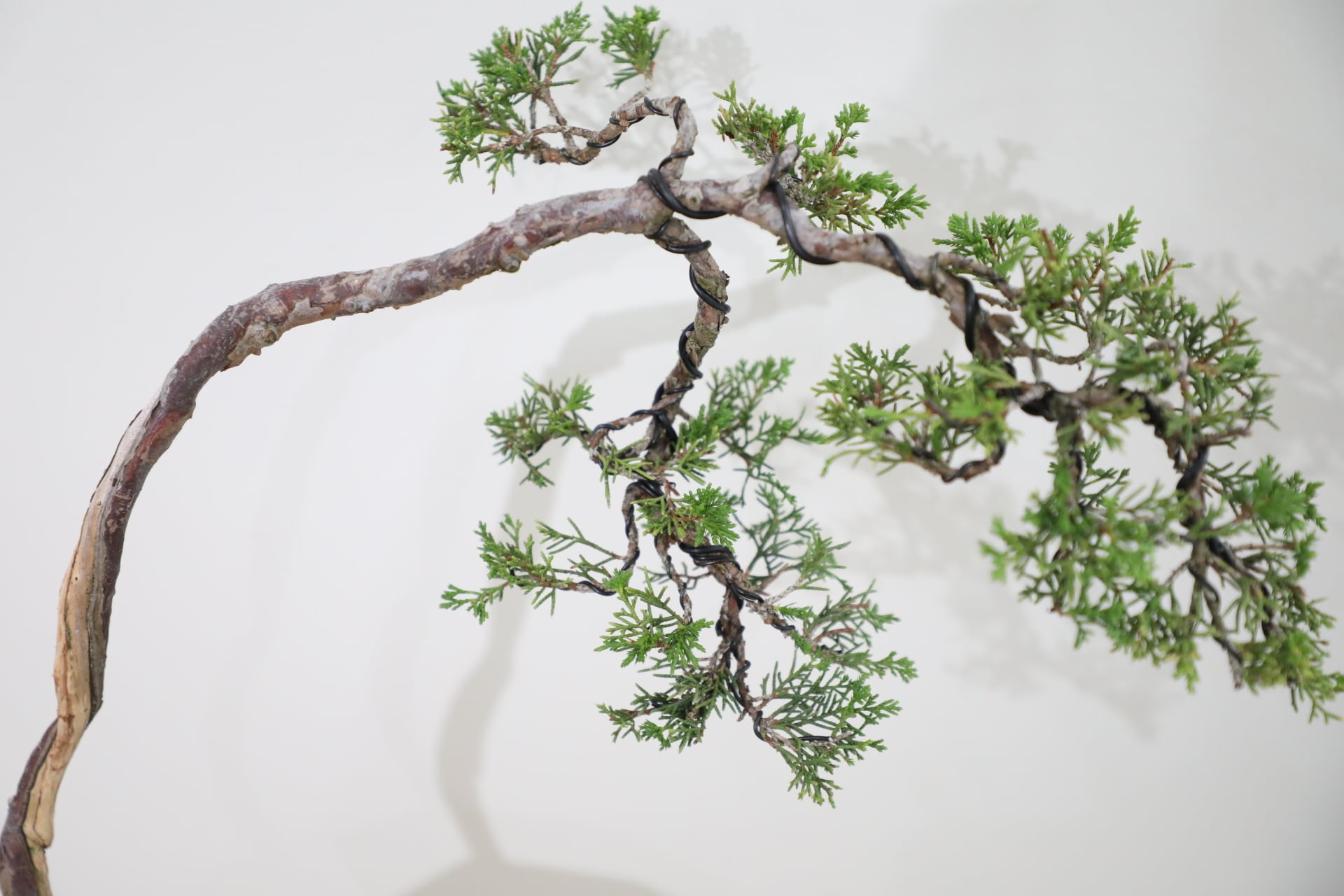 M】糸魚川真柏 盆栽 ※推定樹齢35年/Juniper Shimpaku | 【厳選植物・器
