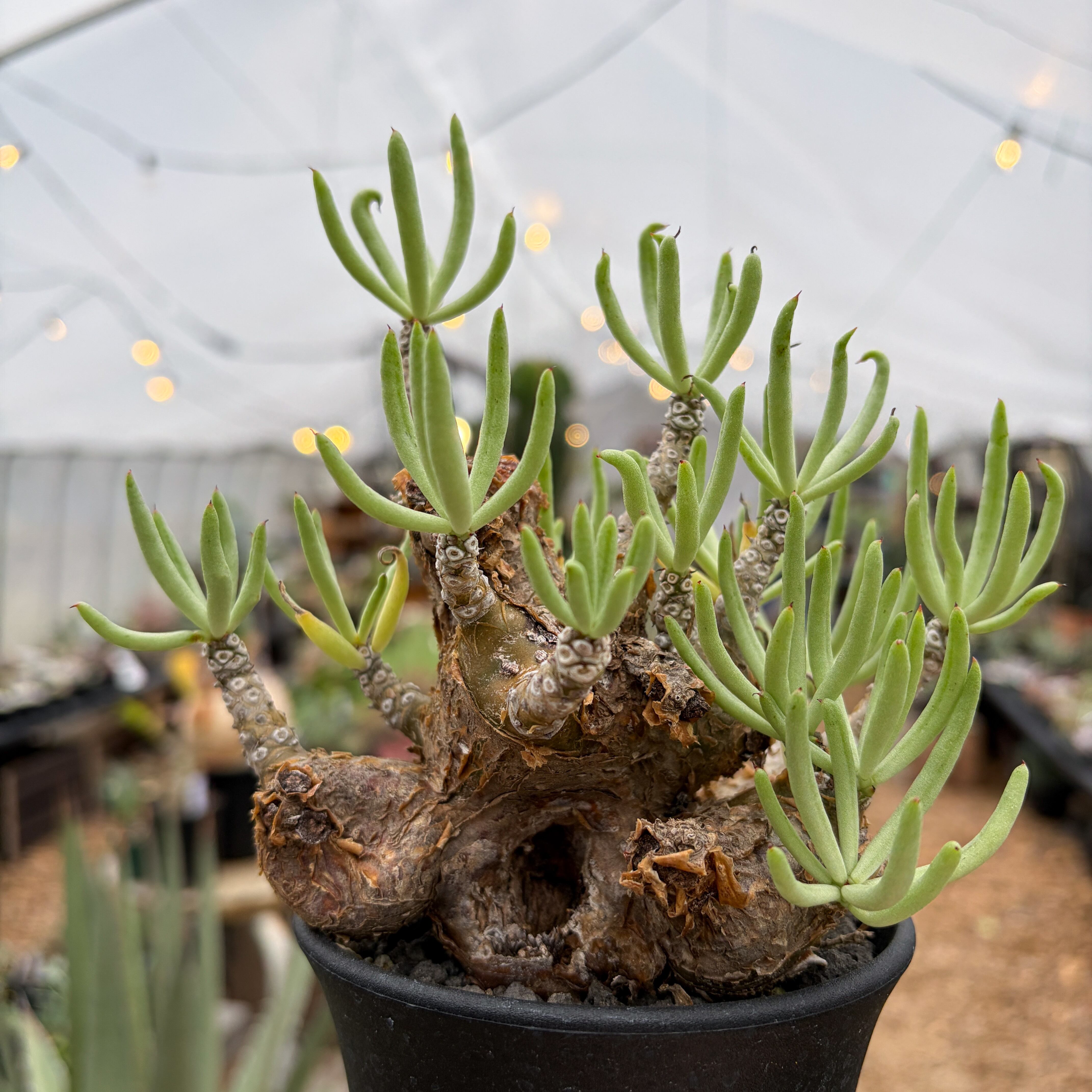 Tylecodon pearsonii【チレコドン・ペアルソニー】 | RIMO'S GREEN