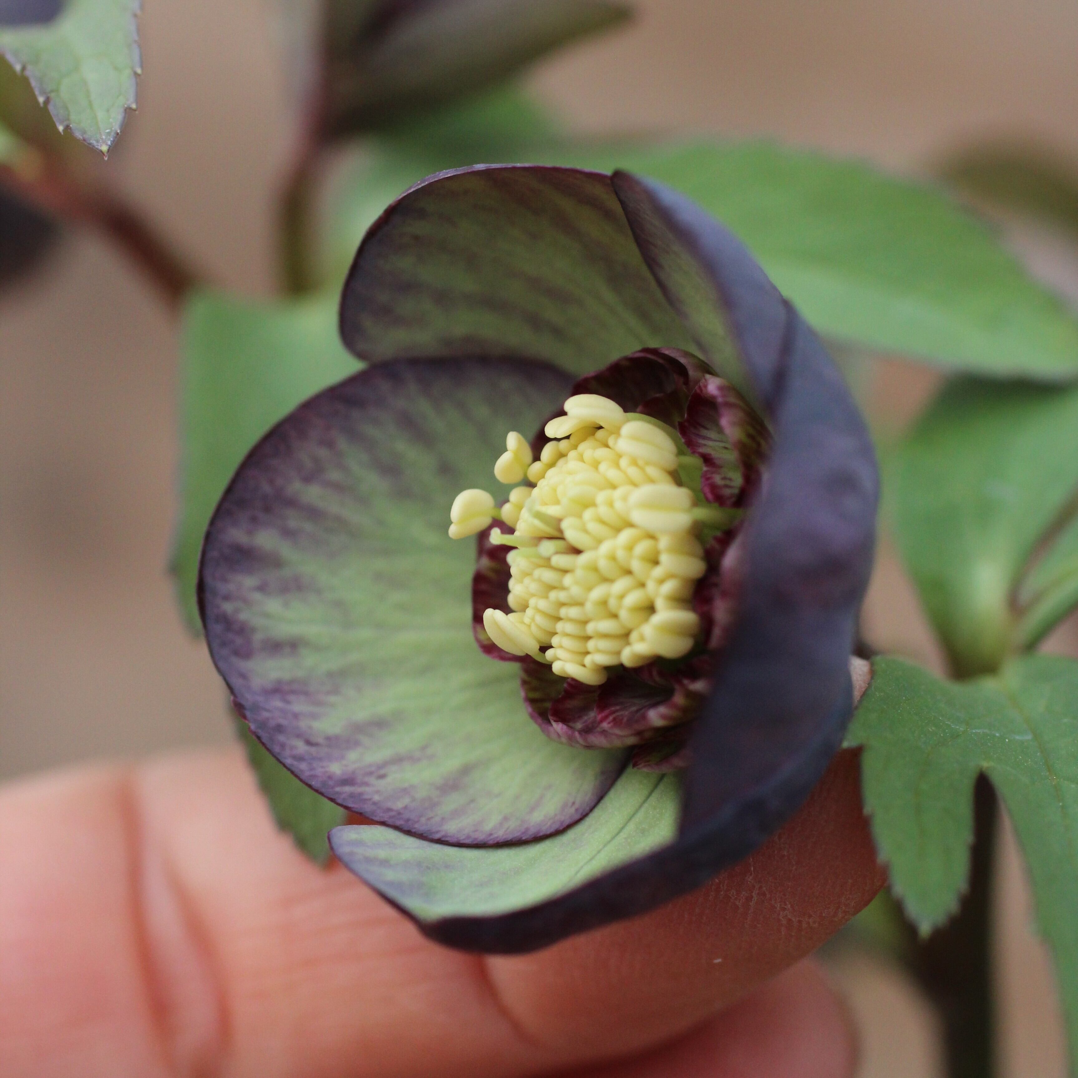 WS26-071 クリスマスローズ ウィンターシンフォニー グレープバイ