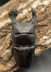 《オオクワガタ 久留米血統 75mm ペア》