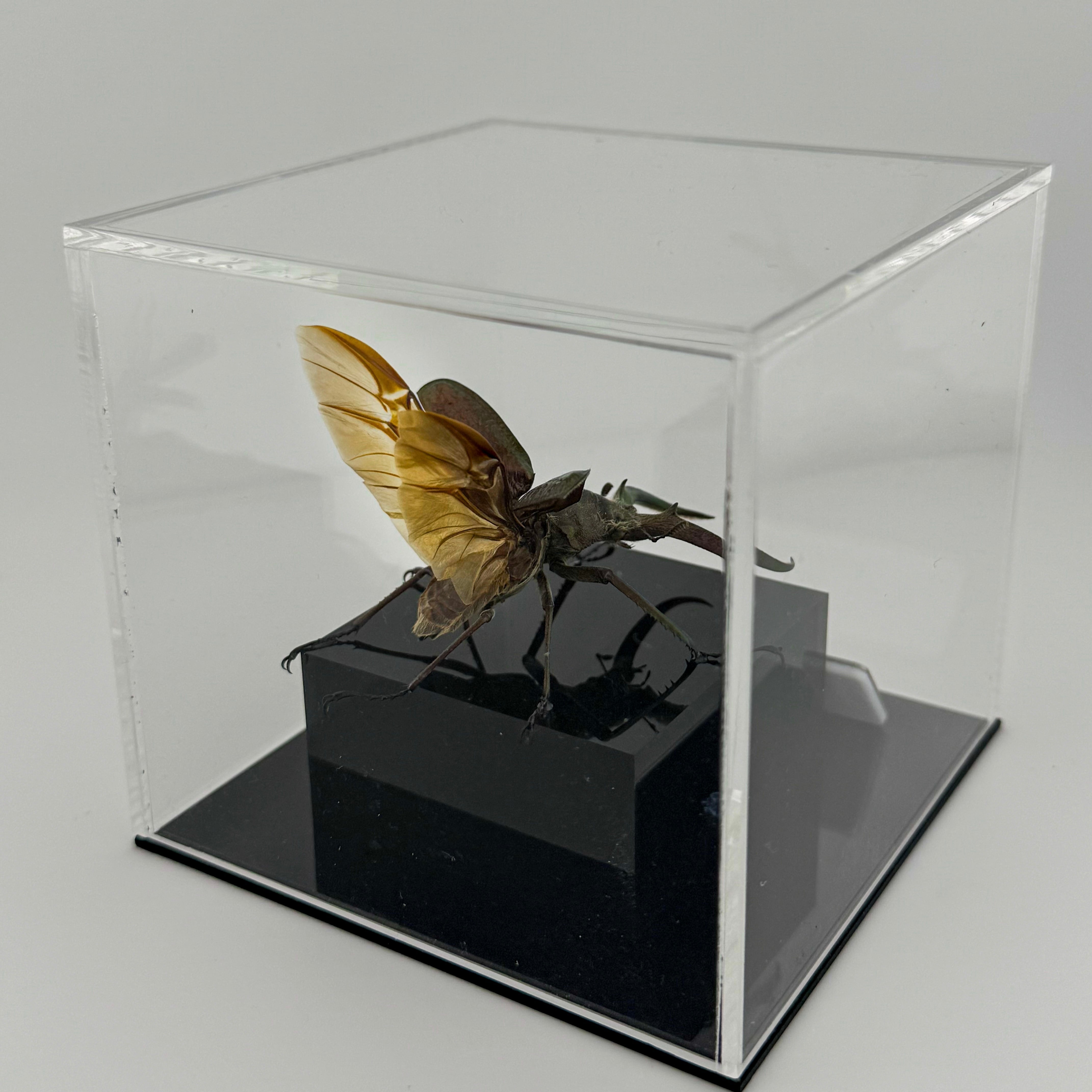 フェイスタメルシワバネクワガタ 飛翔標本 | cielbeetles