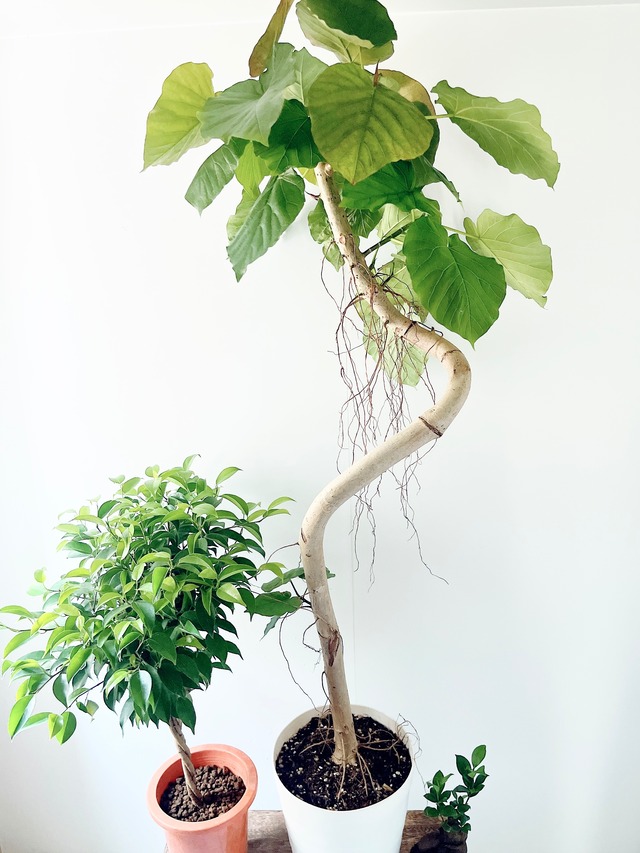 希少】斑入り アンスリウム ジャングルキング Lサイズ 観葉植物 calm 