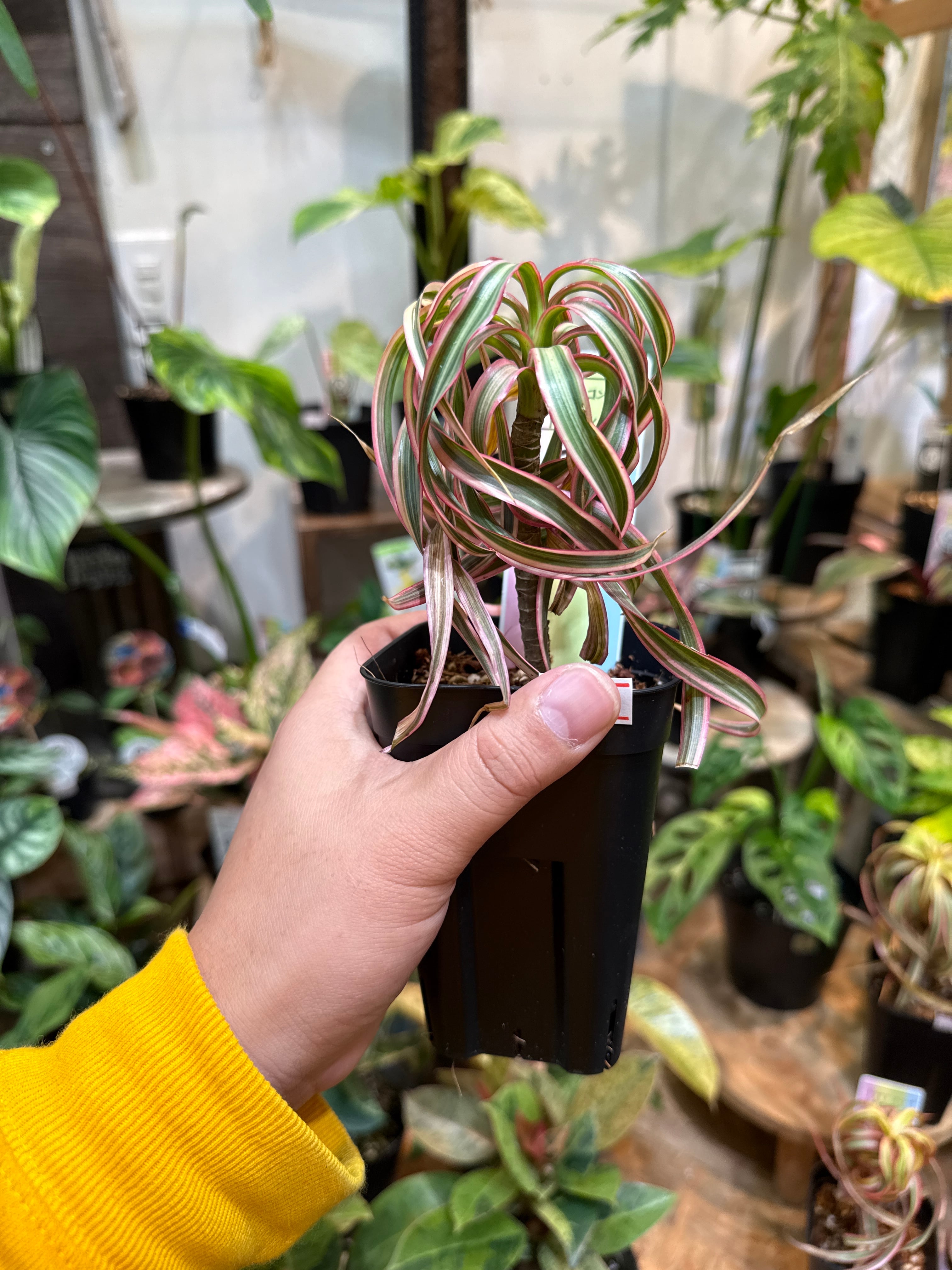 ドラセナ コンシンネ トリカラー 