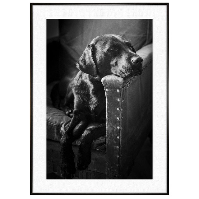 動物写真 犬 レトリーバー インテリア モノクロアートポスター額装 AS1142