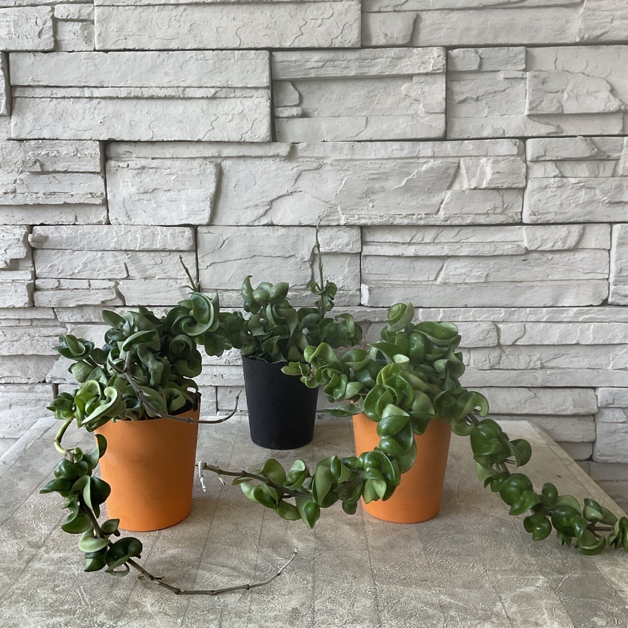 観葉植物】ユッカ カラーガード | 橋本種苗園