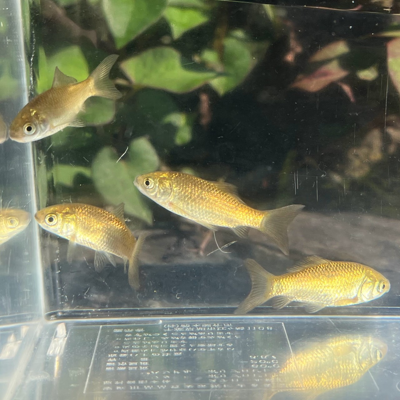 （淡水魚）ナガブナ　3～6ｃｍ±　（1匹）【生体】