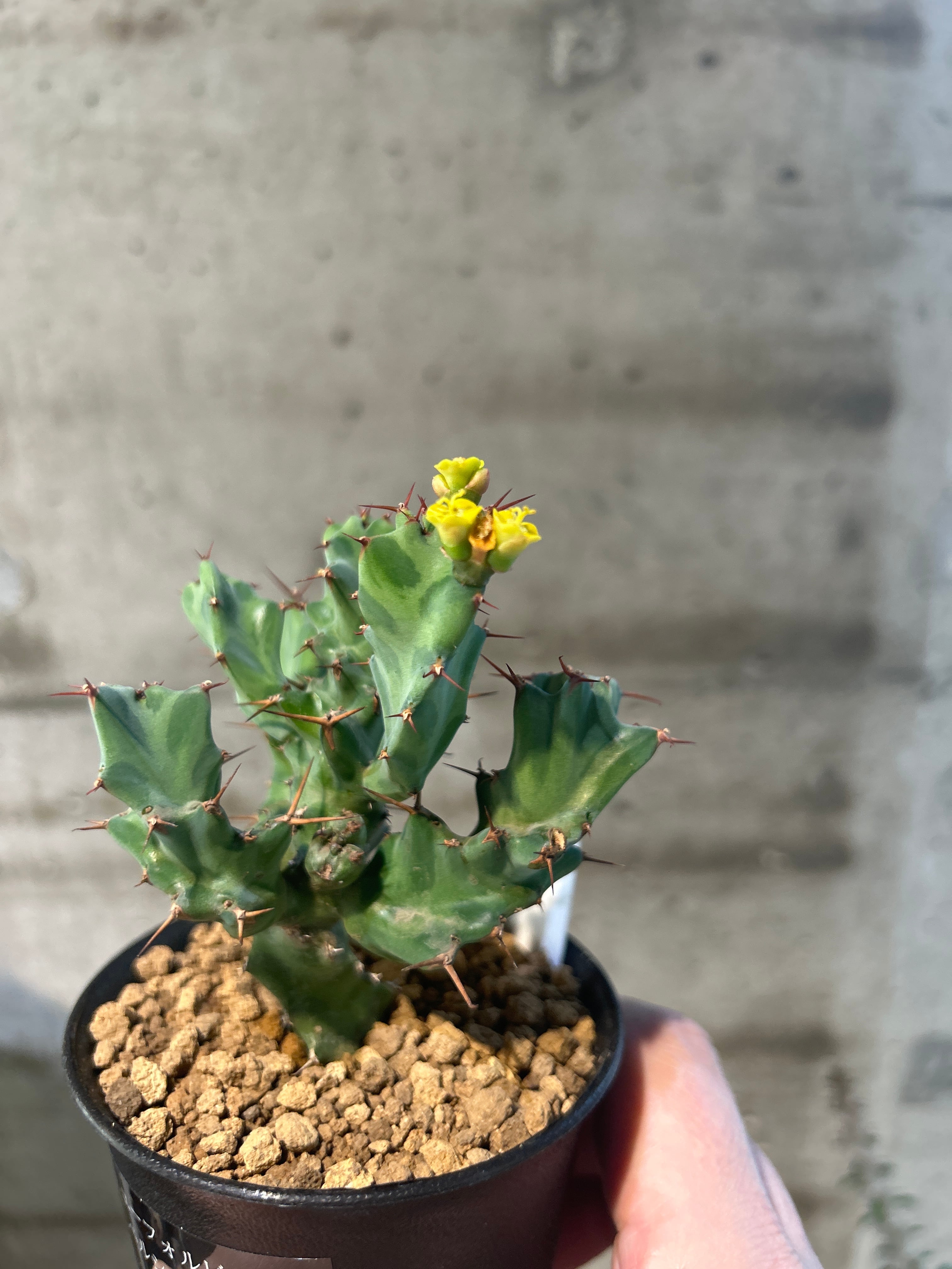 ユーフォルビア　ペルシステンス　2株 ユーフォルビア ペルシステンス 2株