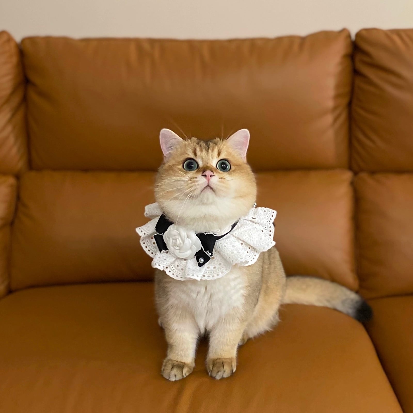 レースRoseブラックリボン 猫 エプロン 付け襟 すたい 猫グッズ