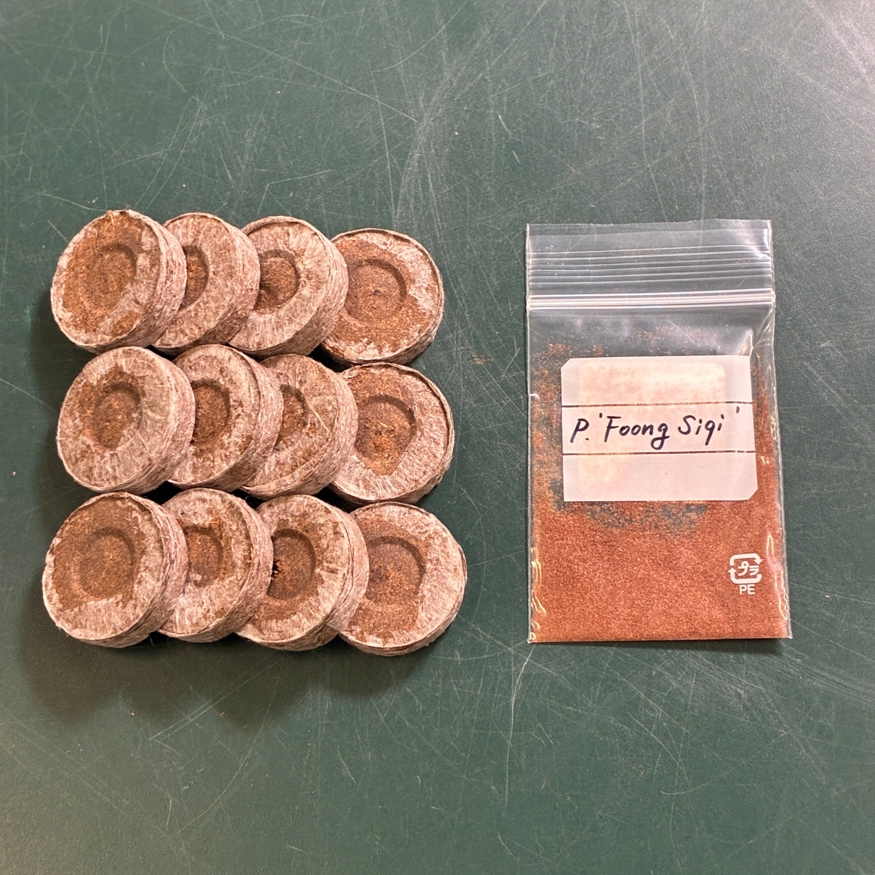 ビカクシダフェア対象】ビカクシダ胞子培養スターターキット P.'Foong