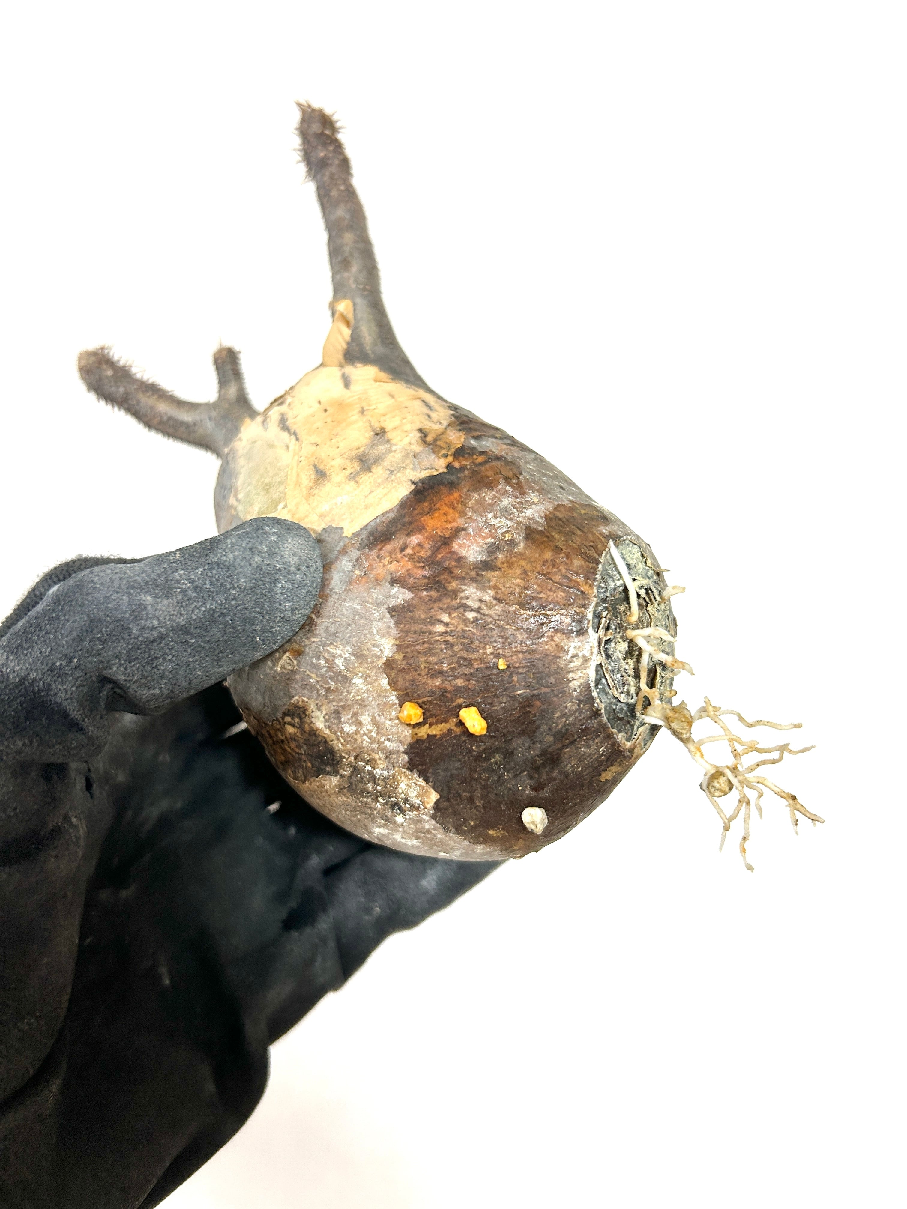 グラキリス(26cm胴回り)|現地株らしい荒肌と生命感あふれる枝ぶり【発根済】【モルタル鉢仕立て】