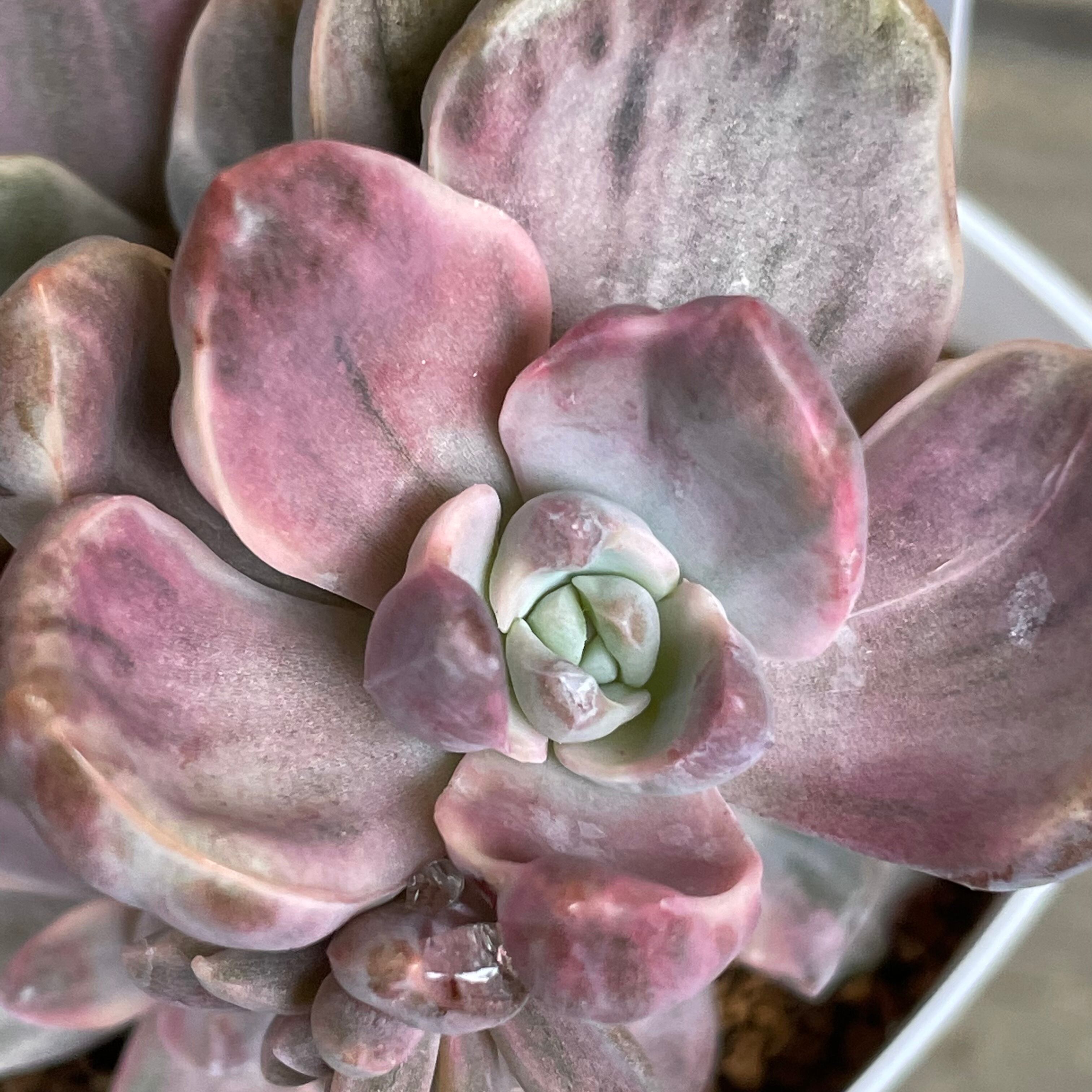 ベ*コ様 C2040×35株 ジプシー錦 抜き苗 多肉植物 エケベリア サボテン ベ*コ様 C2040×35株 ジプシー錦 抜き苗 多肉植物 エケベリア