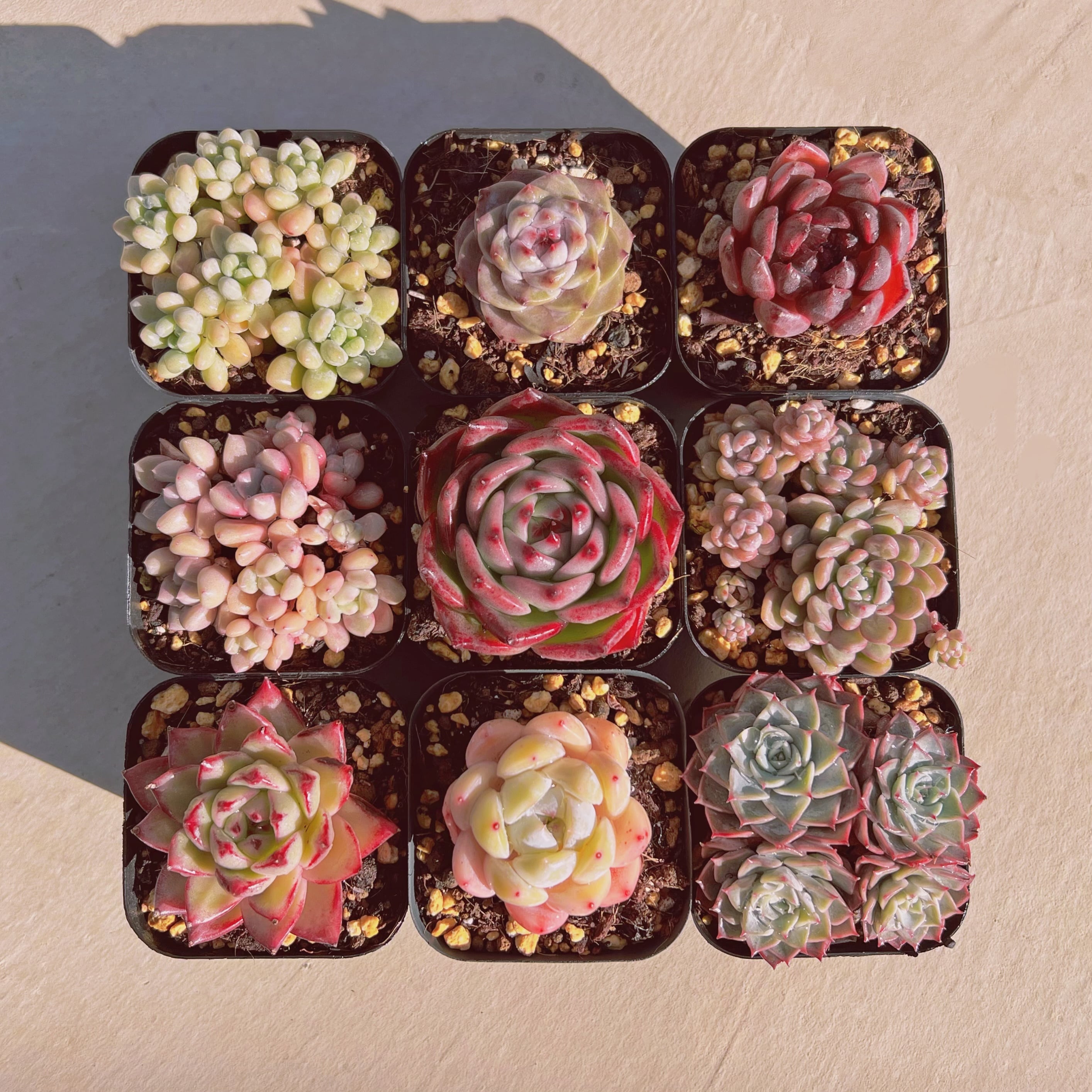 セットW(1月26日base販売会)