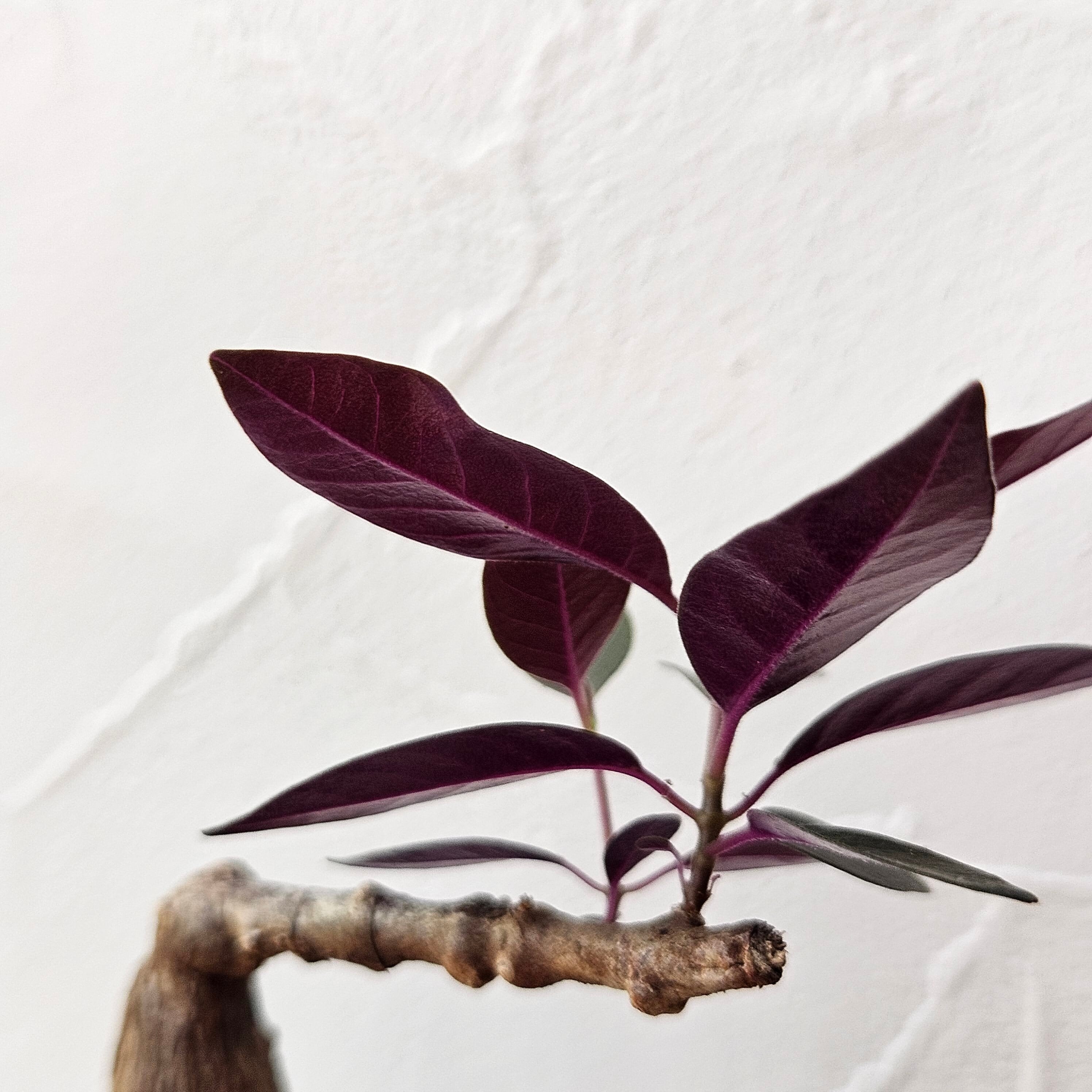 タリナム パニクラーツム 紫葉 〛レア☆Talinum​ Paniculatum 塊根植物