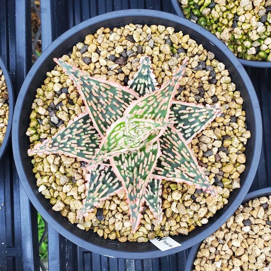 F00473_Aloe Hybrid（TCT）：アロエ・ハイブリッド（子株